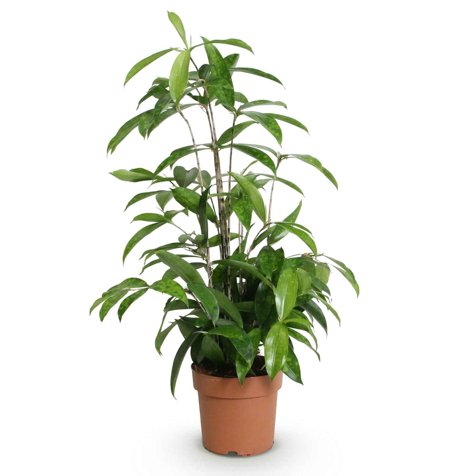 Image of Dracaena surculosa – Drachenblutbaum – 17cm – Höhe 60-70cm – Pflegeleichte grüne Zimmerpflanze mit eleganten Blättern für Wohn – und Arbeitsräume-0