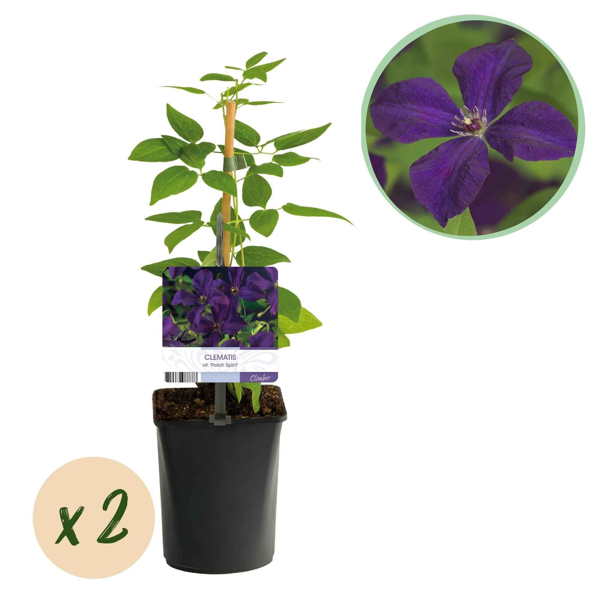 Image of Kletterpflanze Clematis vit. 'Polish Spirit' – Tiefviolette Blüten – 2 Pflanzen – 11cm x H40cm – Bis 3m – Pflegeleicht-1