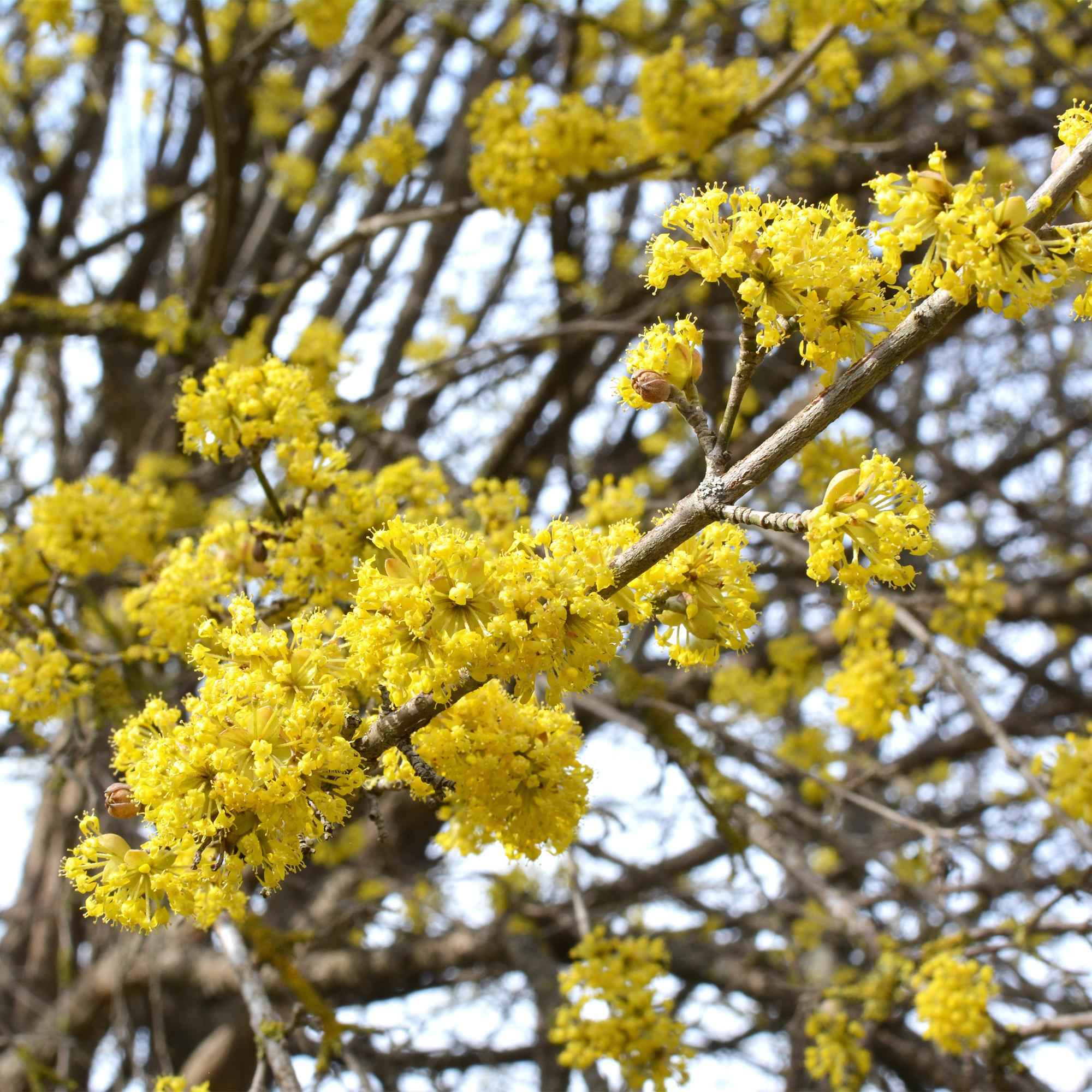 Image of Cornus mas – 12cm – Höhe ca. 35cm – Gelbe Frühjahrsblüte & dunkelgrünes Laub – Laubabwerfender pflegeleichte Kornelkirsche für Beet, Balkon & Terrasse-2