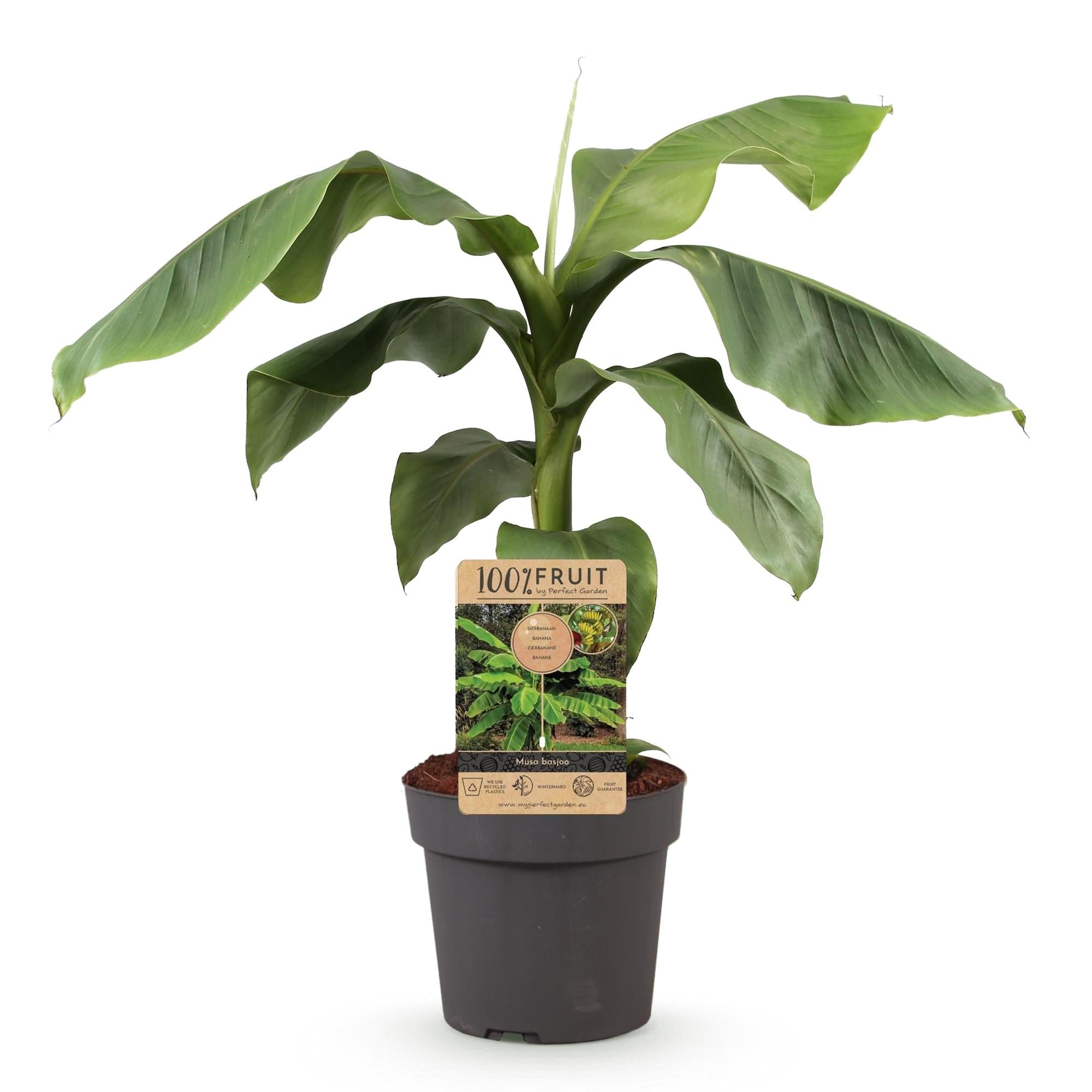 Image of Japanische Faserbanane – Musa Basjoo – Winterharte Bananenpflanze – Ø21cm – Höhe ca. 90cm – Exotische Obstpflanze für Garten & Terrasse-1