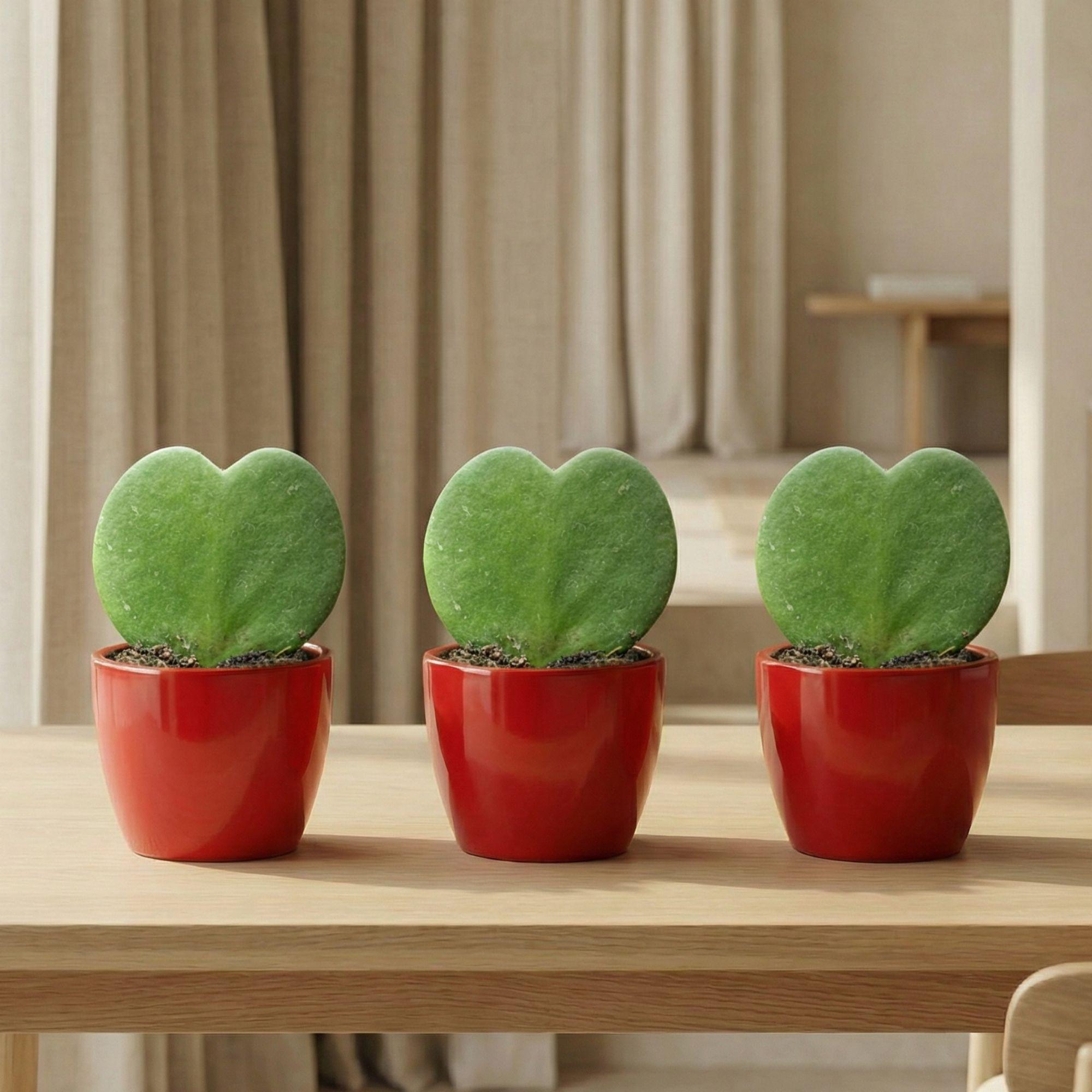 Image of Hoya Kerrii Sweetheart – Herzpflanze im roten Keramiktopf Ø6cm – Mini Geschenkset mit Lutscher – Pflegeleichte Zimmerpflanze-1