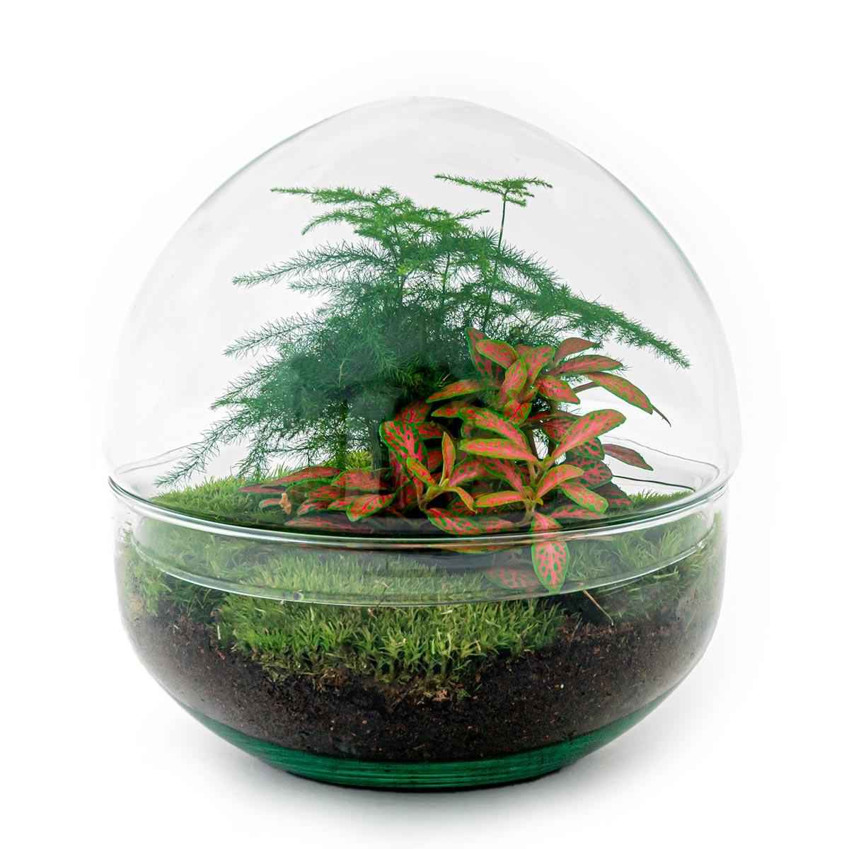 Image of DIY Flaschengarten Set – Dome Glas Rot – Ø20cm x H20cm – Selbstversorgendes Pflanzterrarium mit Fittonia, Spargel & Moos – Mini – Pflegeleicht-0