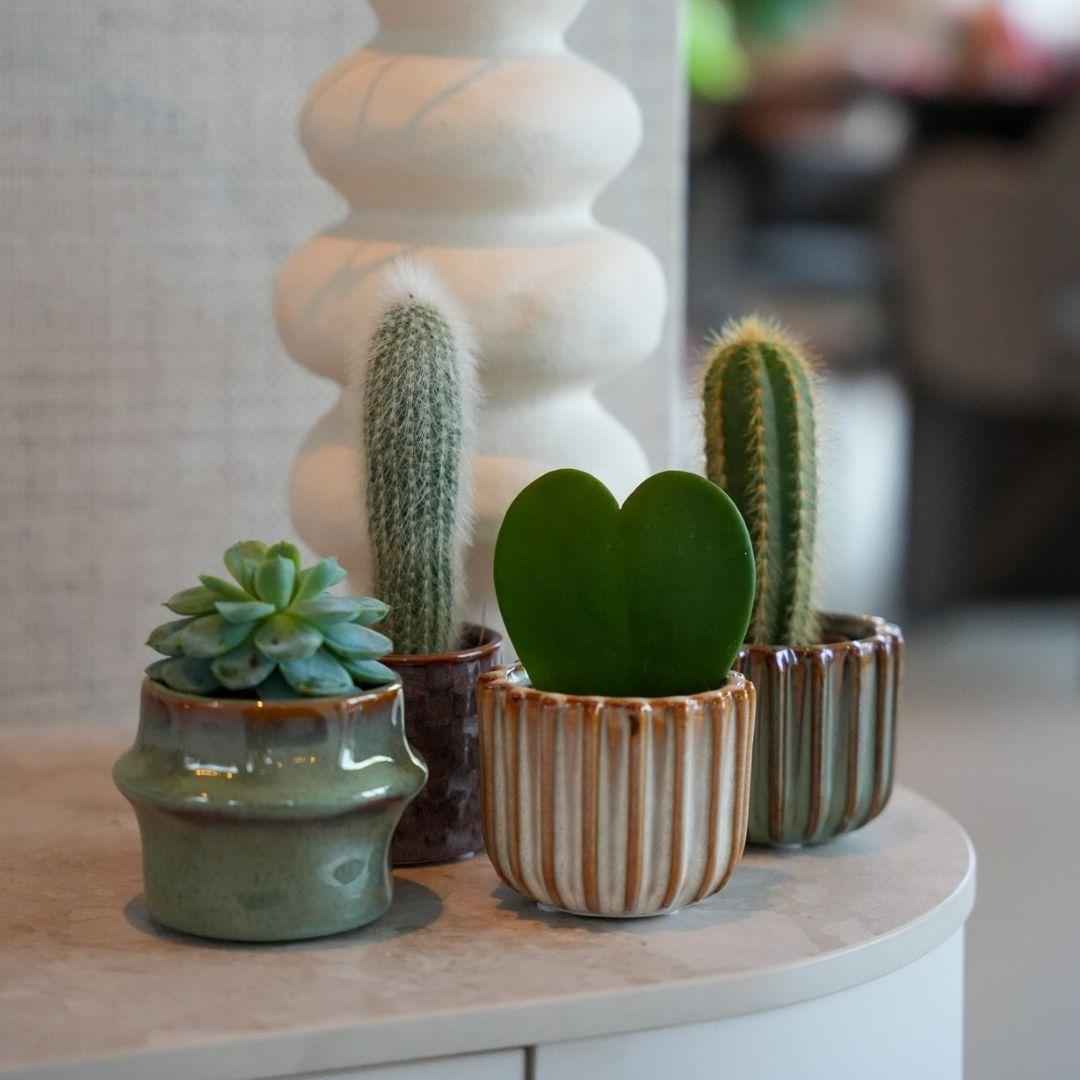 Image of Mini Pflanzen Set 6 Stück im Keramik Topf Set San Juan Ø6cm – Kaktus Mix mit Sukkulenten & Grünpflanzen – inklusive Hoya Kerrii