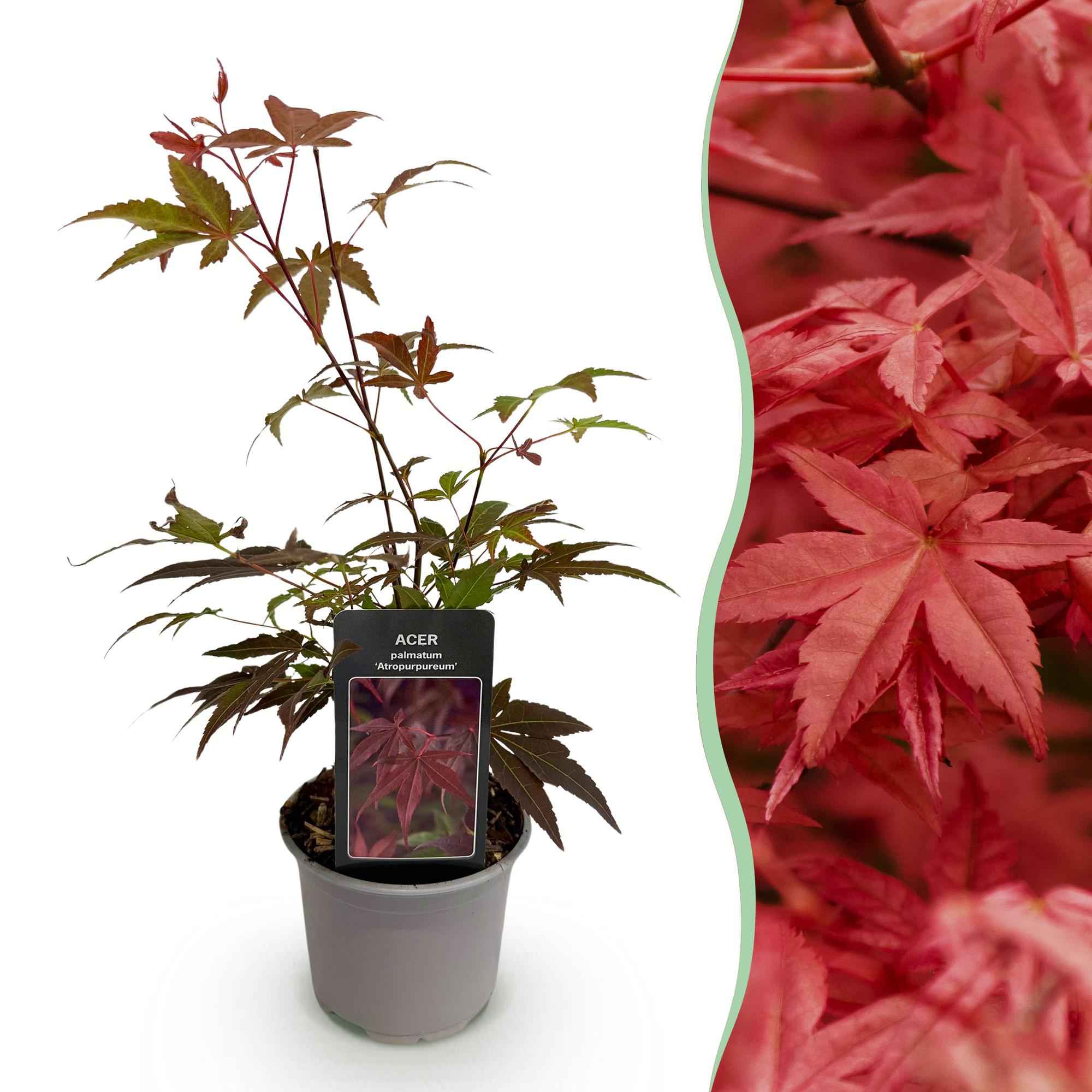 Image of Ahorn Acer palmatum Atropurpureum – 12cm Höhe ca. 35cm – Tiefrote Blätter & eleganter Wuchs – Laubabwerfend & pflegeleicht-1