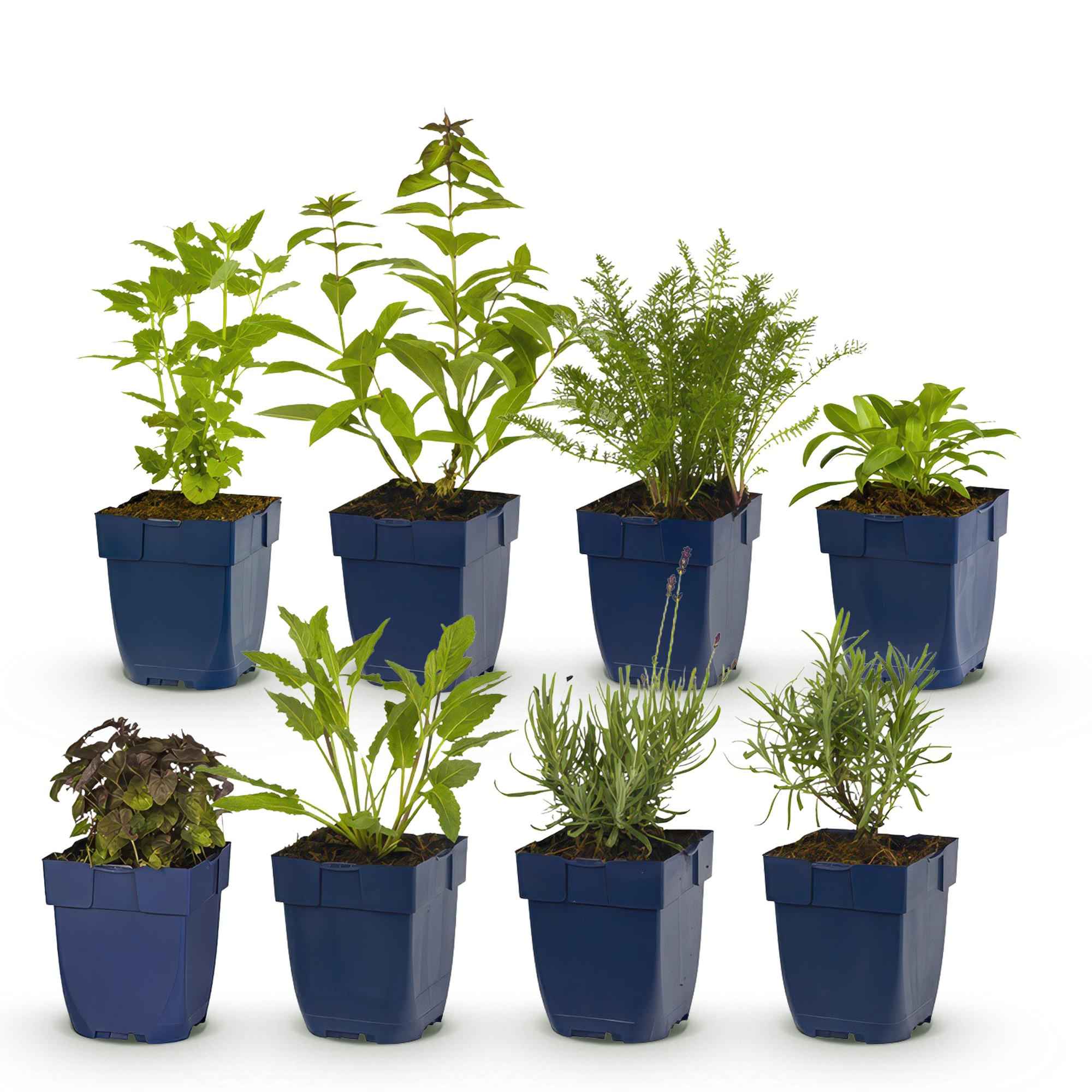 Image of Staudenset – Duftend – 6 verschiedene Duftstauden – Für 1 m² Beet – Bienenfreundlich – Pflegeleicht – Blüten in verschiedenen Farben – Ø11cm-1