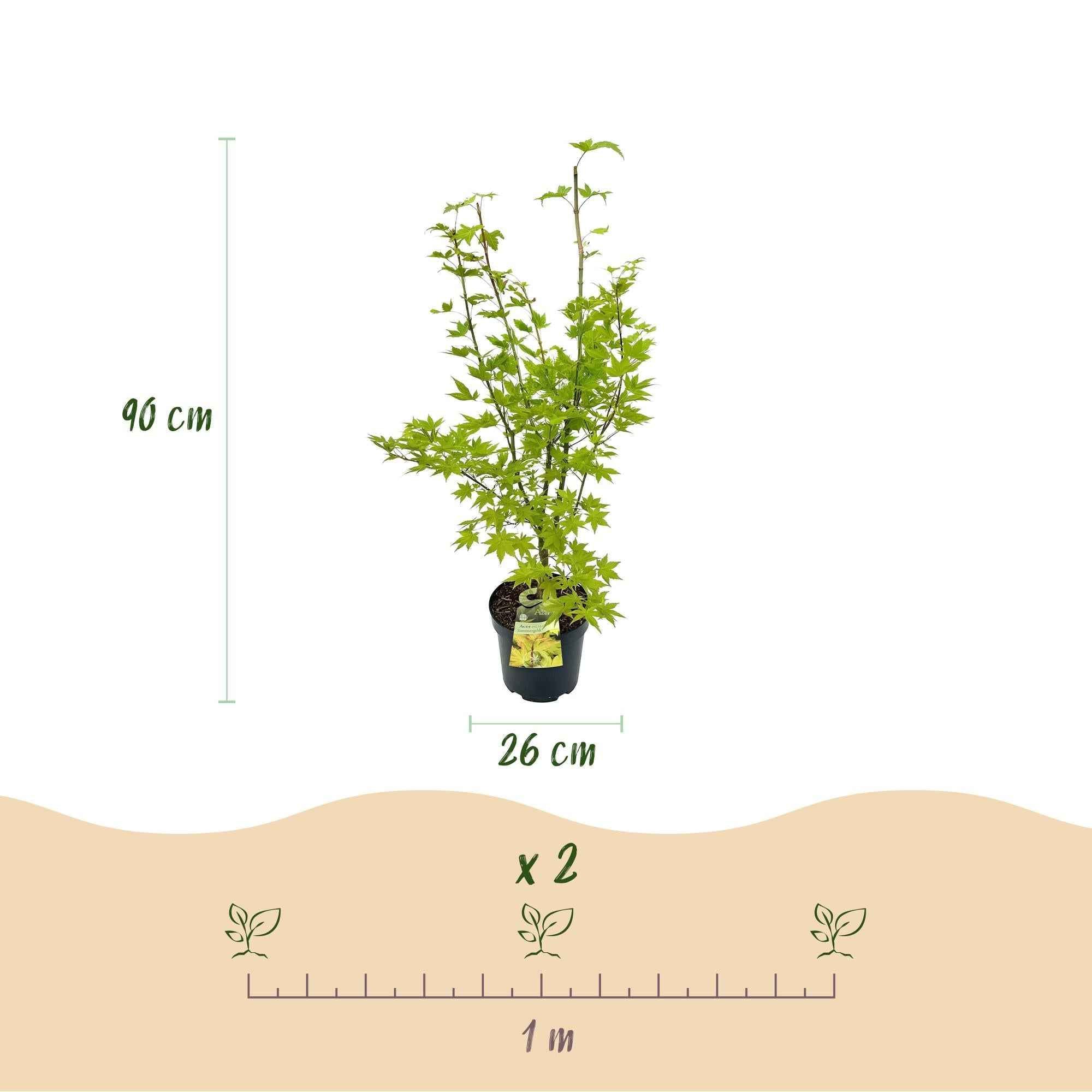 Image of Japanischer Ahorn Acer palmatum Summergold, laubabwerfende Gartenpflanze in Gelb, Zierahorn für Garten und Kübel, Ø26cm, 90cm hoch, für-3