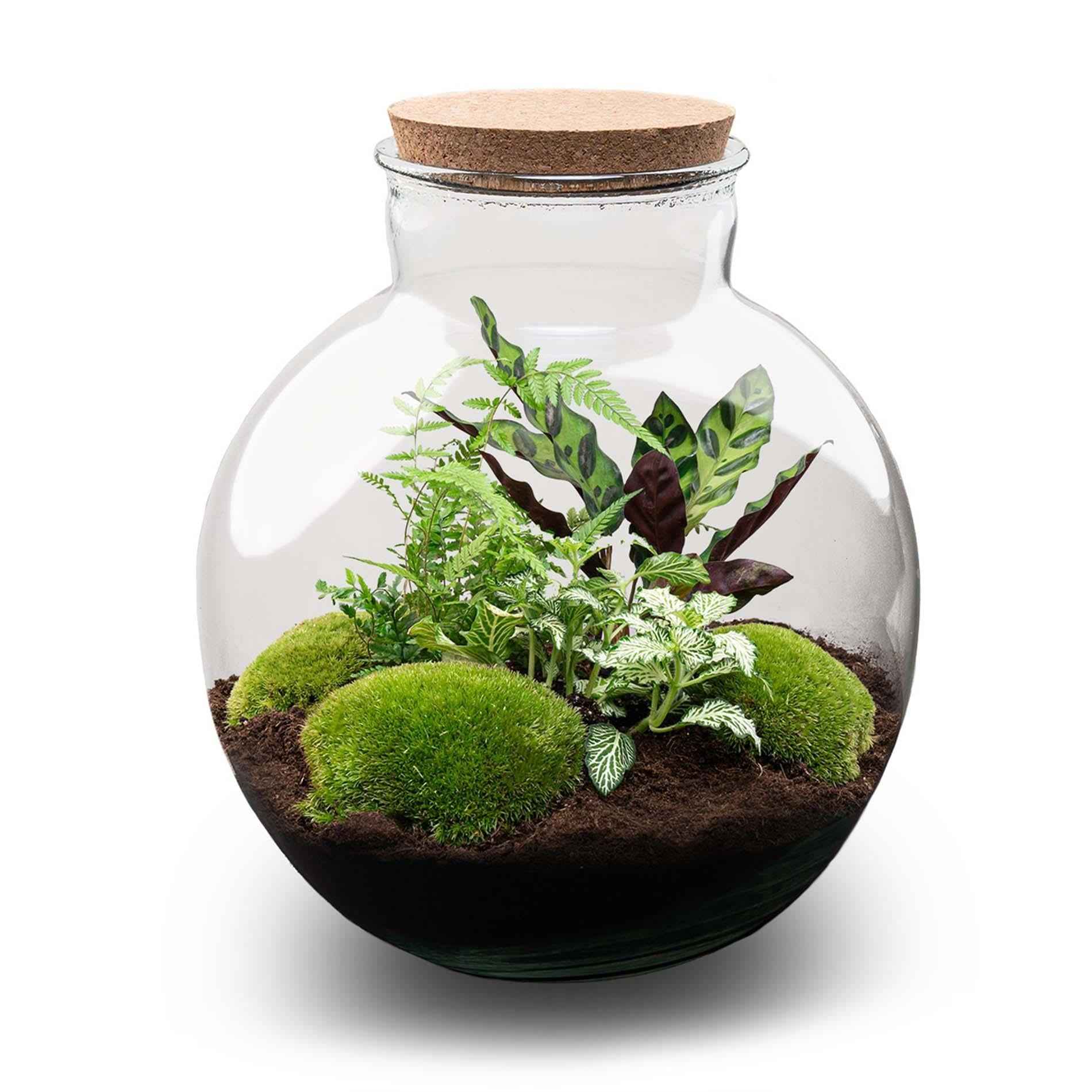 Image of Flaschengarten Bolder Bob – Ø31cm – ↕30cm – DIY Terrarium mit Korkdeckel & Pflanzen – Selbstversorgendes Mini – Ökosystem ohne Werkzeug-0