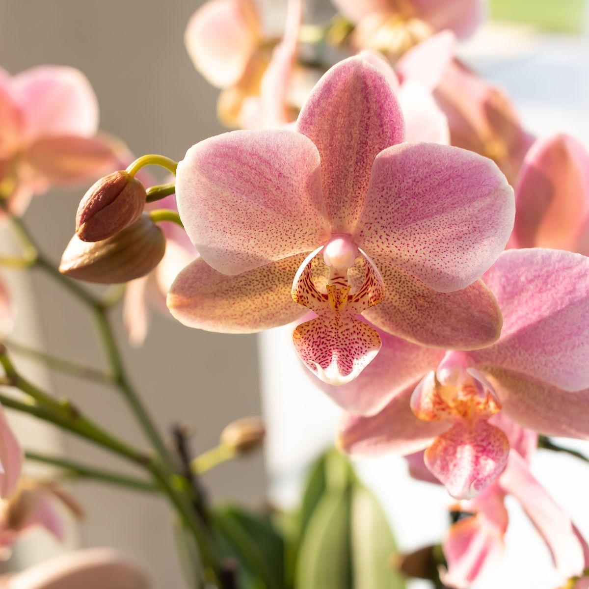 Image of Phalaenopsis Orchidee – Treviso Altrosa – Ø9cm – Blühende Zimmerpflanze – Elegante Deko-Orchidee – Frisch vom Züchter-4