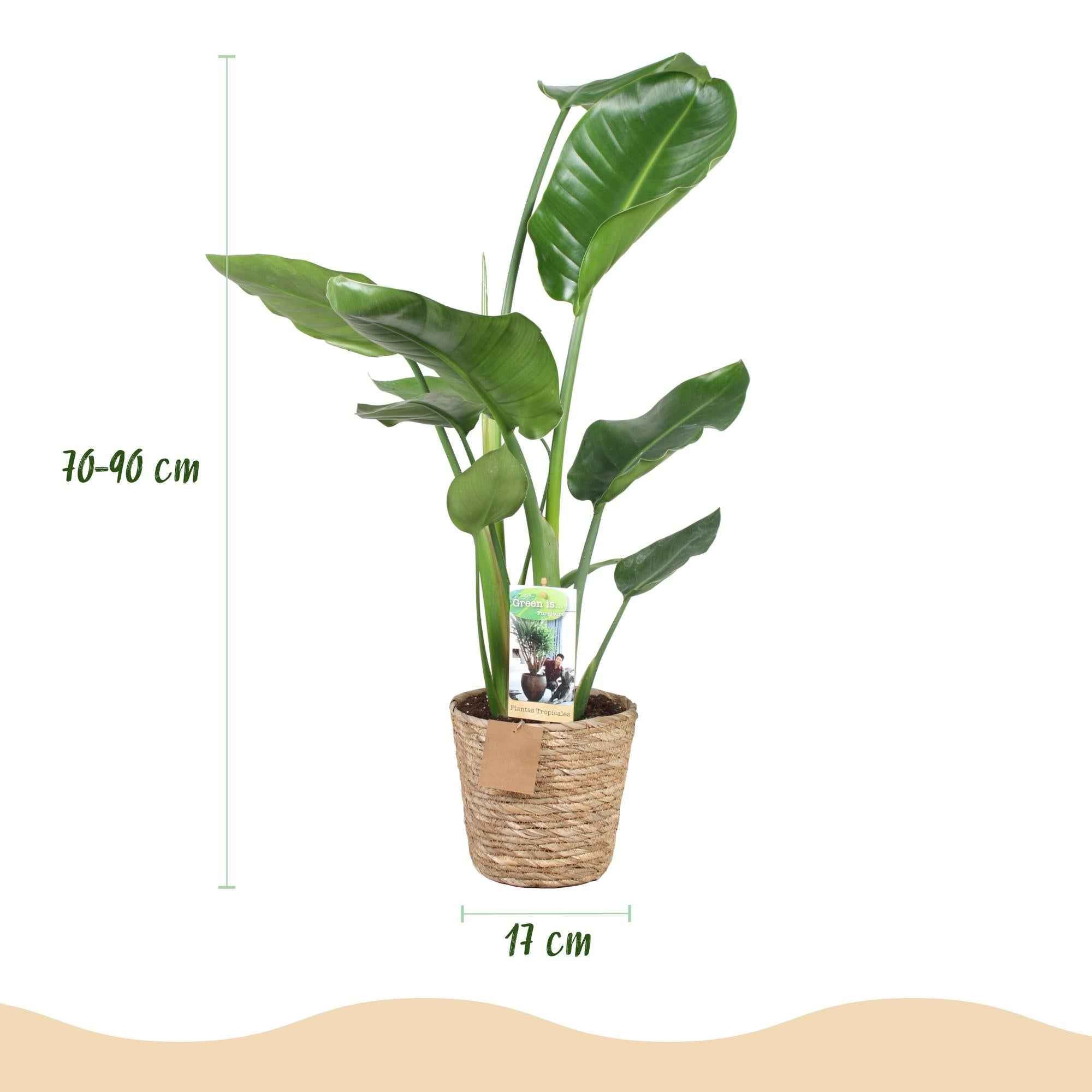 Image of Strelitzia Nicolai – 70-90cm – 17cm inkl. Naturkorb – Pflegeleichte Paradiesvogelblume – Tropische Zimmerpflanze mit großen Blättern für helle Wohn-2