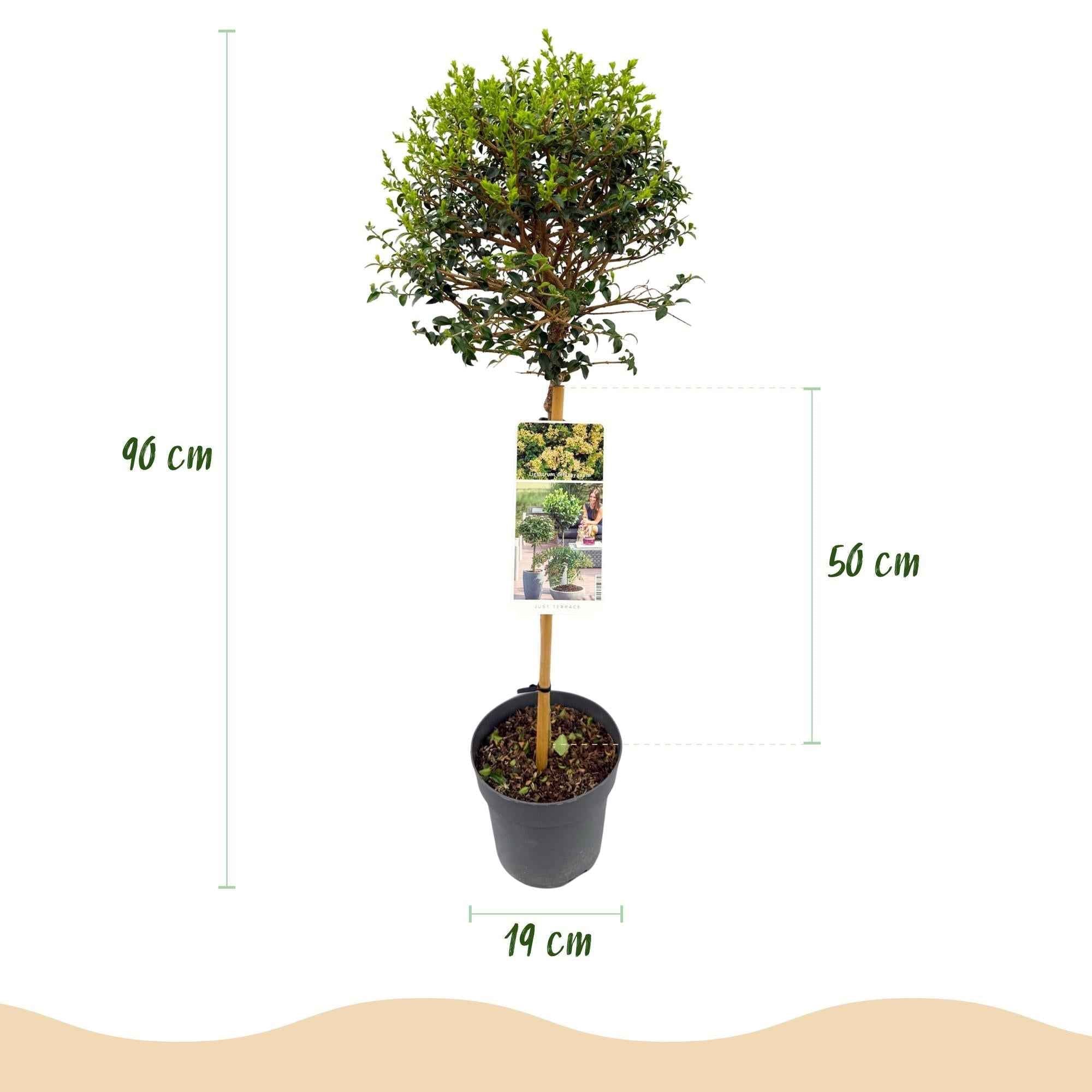 Image of Ligustrum delavayanum Stamm – Pflanze – Immergrün – Pflegeleicht – Ø19cm – Höhe ca. 90cm – Sichtschutz & Stil für Terrasse & Balkon-2