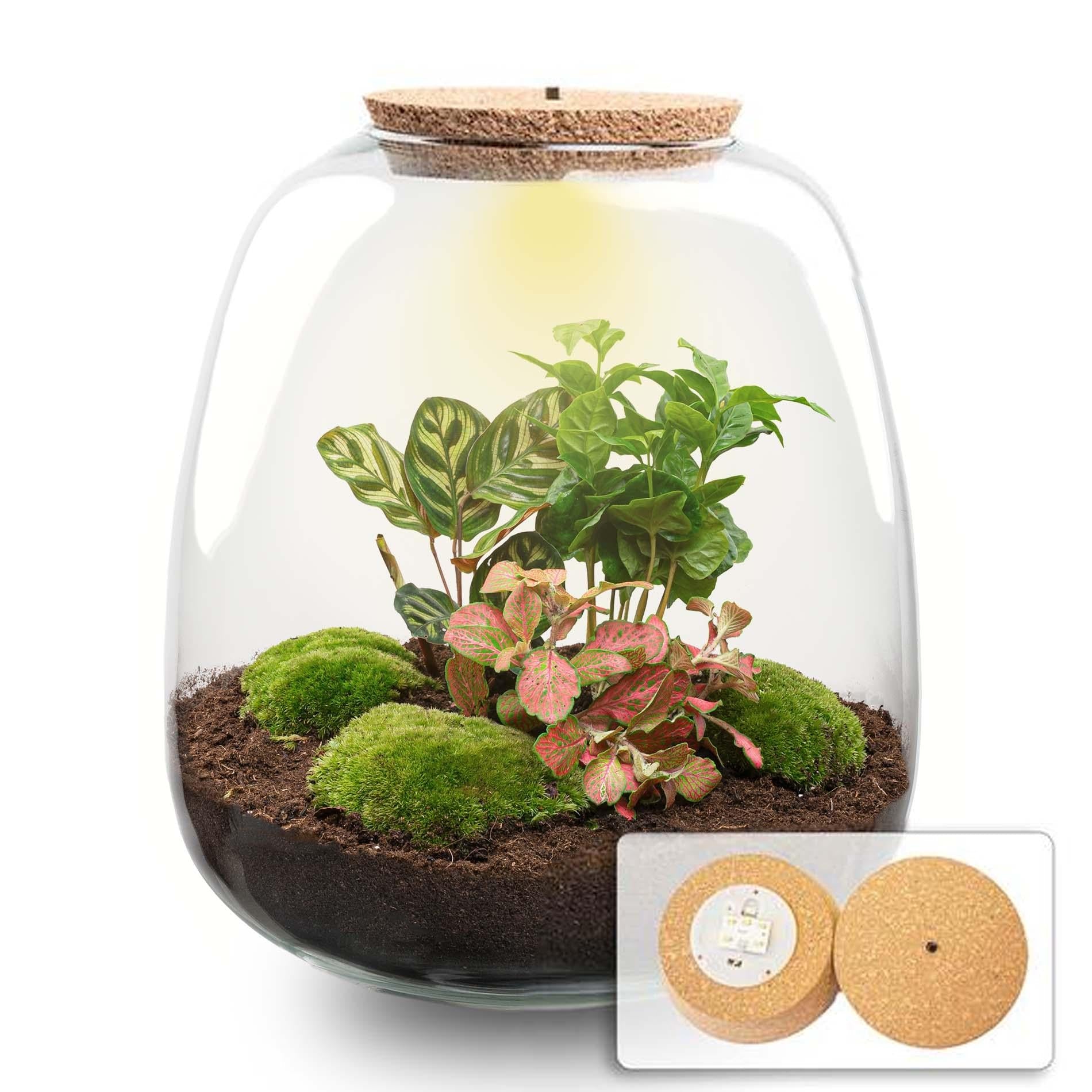 Image of Flaschengarten Emma – Bausatz mit LED – Korkdeckel – Ø23cm ↕25cm – DIY Pflanzenterrarium mit Coffea Red, Calathea & Fittonia – Ökosystem aus Glas-0