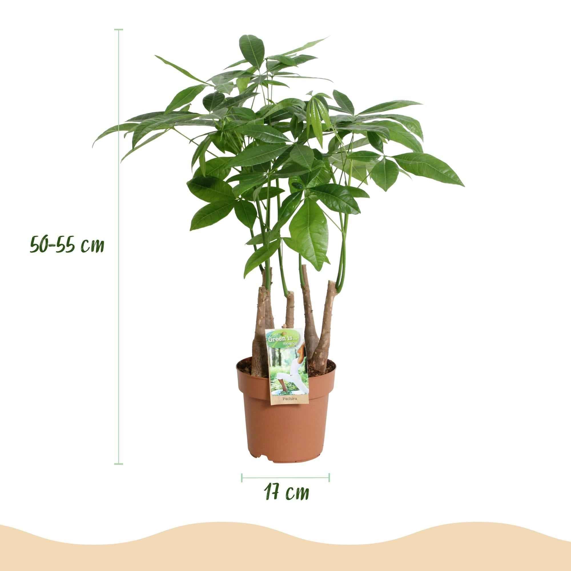 Image of Pachira Aquatica Mehrstamm – 50-55cm – 17cm – Pflegeleichter Geldbaum – Grüne Zimmerpflanze für Wohnzimmer, Büro & Schlafzimmer-2