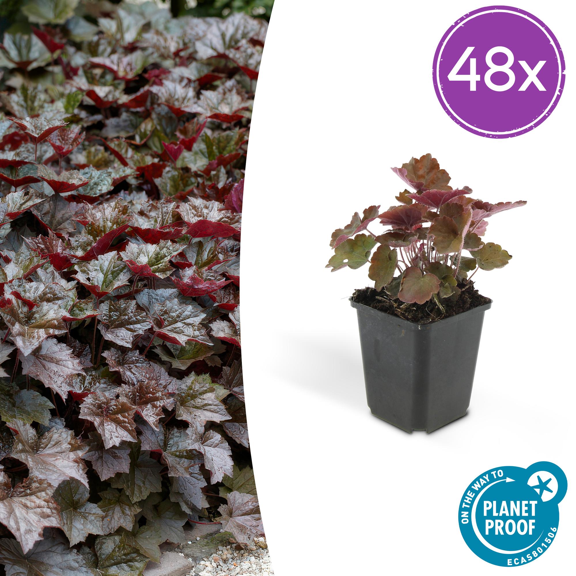 Image of Heuchera mic. 'Palace Purple' – 48 Pflanzen – ↕10-25cm – Ø9cm – Schattengarten Staude – Dunkel – Purpur Blätter – Blüten ab Juli – Bienen-1