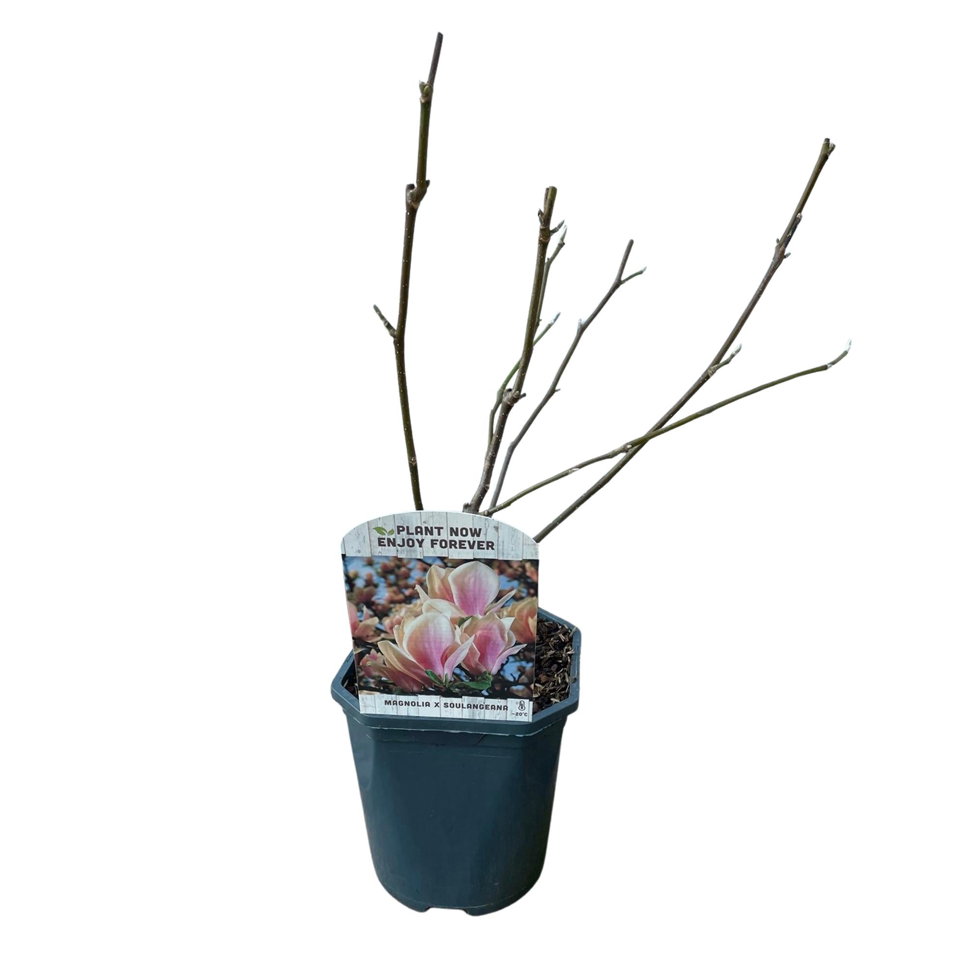 Image of Tulpen – Magnolie Magnolia Soulangiana – Strauch/Baum – Blüten Hellrosa – Frühjahrsblüher – Pflegeleicht – 17cm Höhe 45cm – Für Garten & Terrasse-2