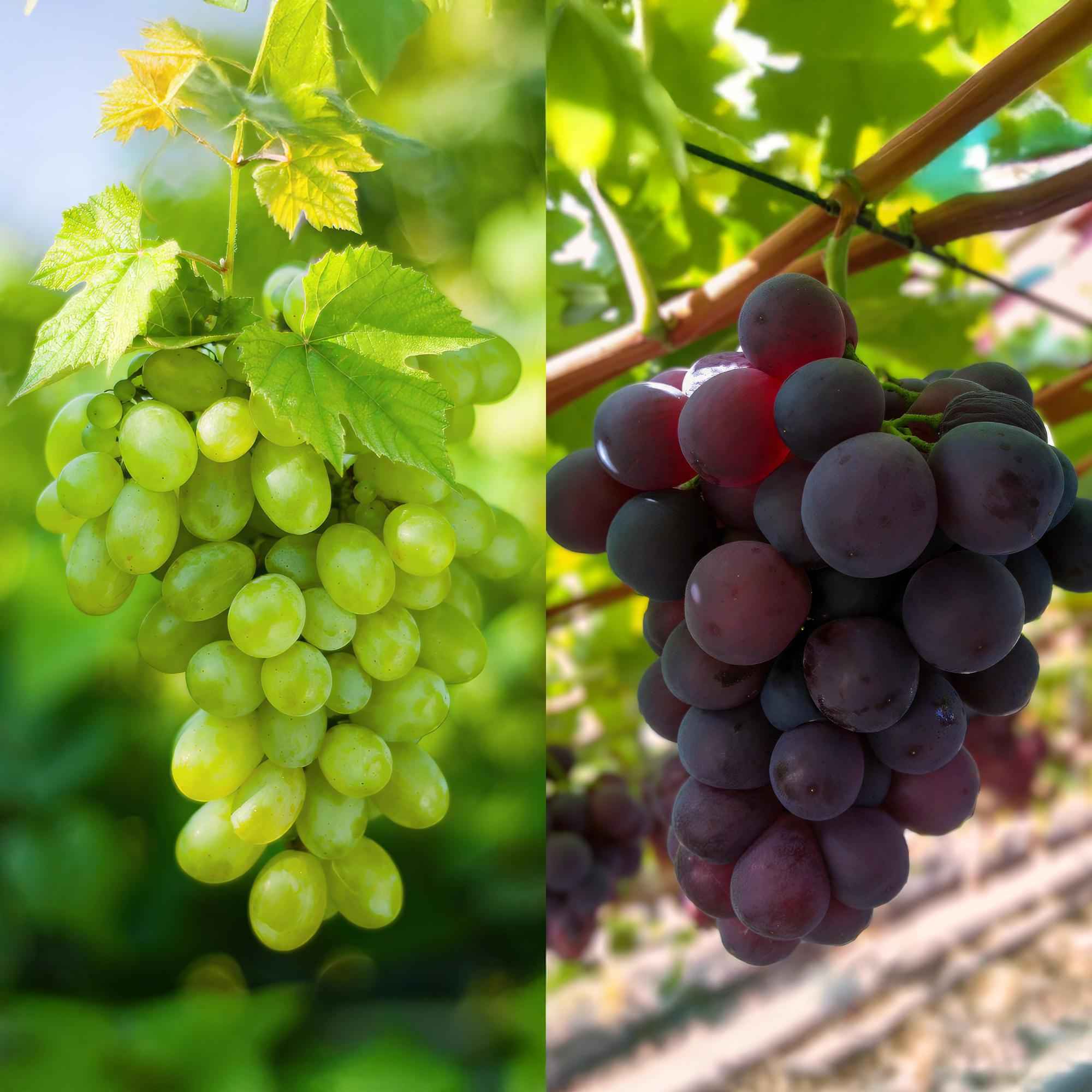 Image of Weinrebe – Vitis vinifera Vanessa & Himrod – Kernlose lila & weiße Trauben – 2 Pflanzen – Obstpflanze – 15cm – Höhe 50cm-0
