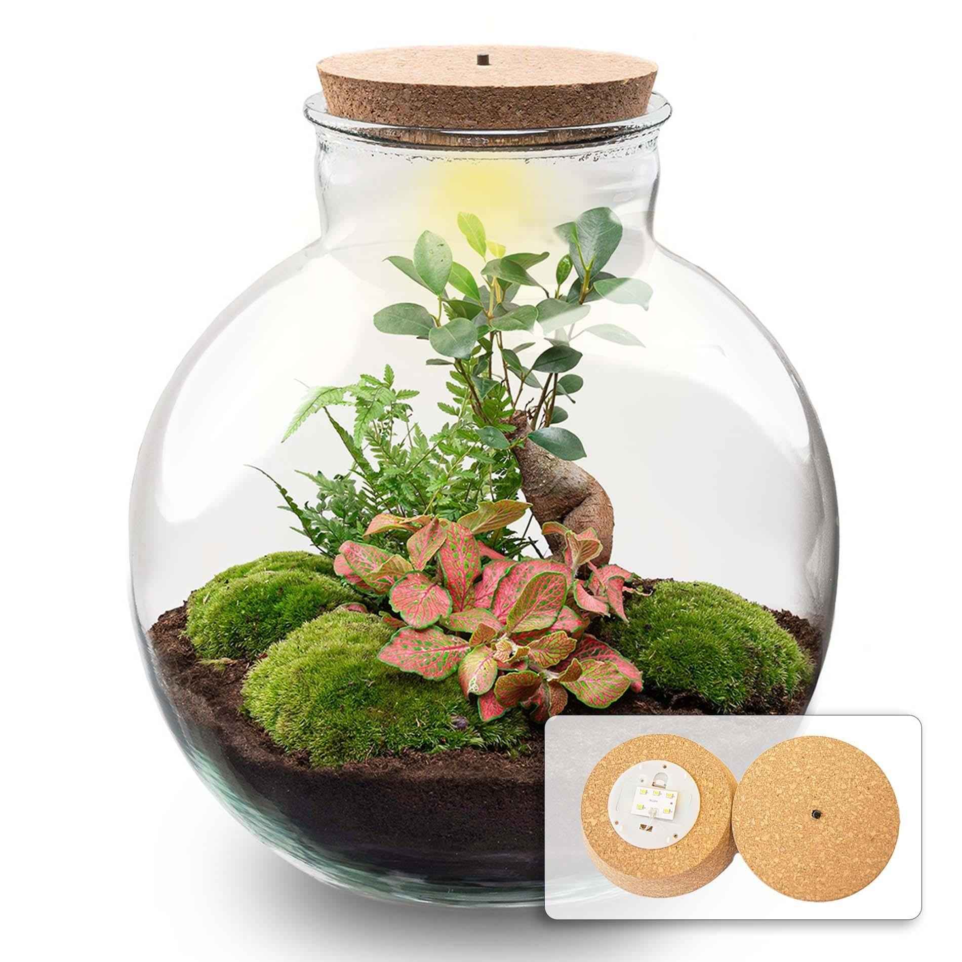 Image of Flaschengarten Terrarium Bolder Bob Bonsai – DIY Bausatz + LED – Mini – Dschungel für Zuhause & Büro – Selbstgestalten & Nachhaltig-0