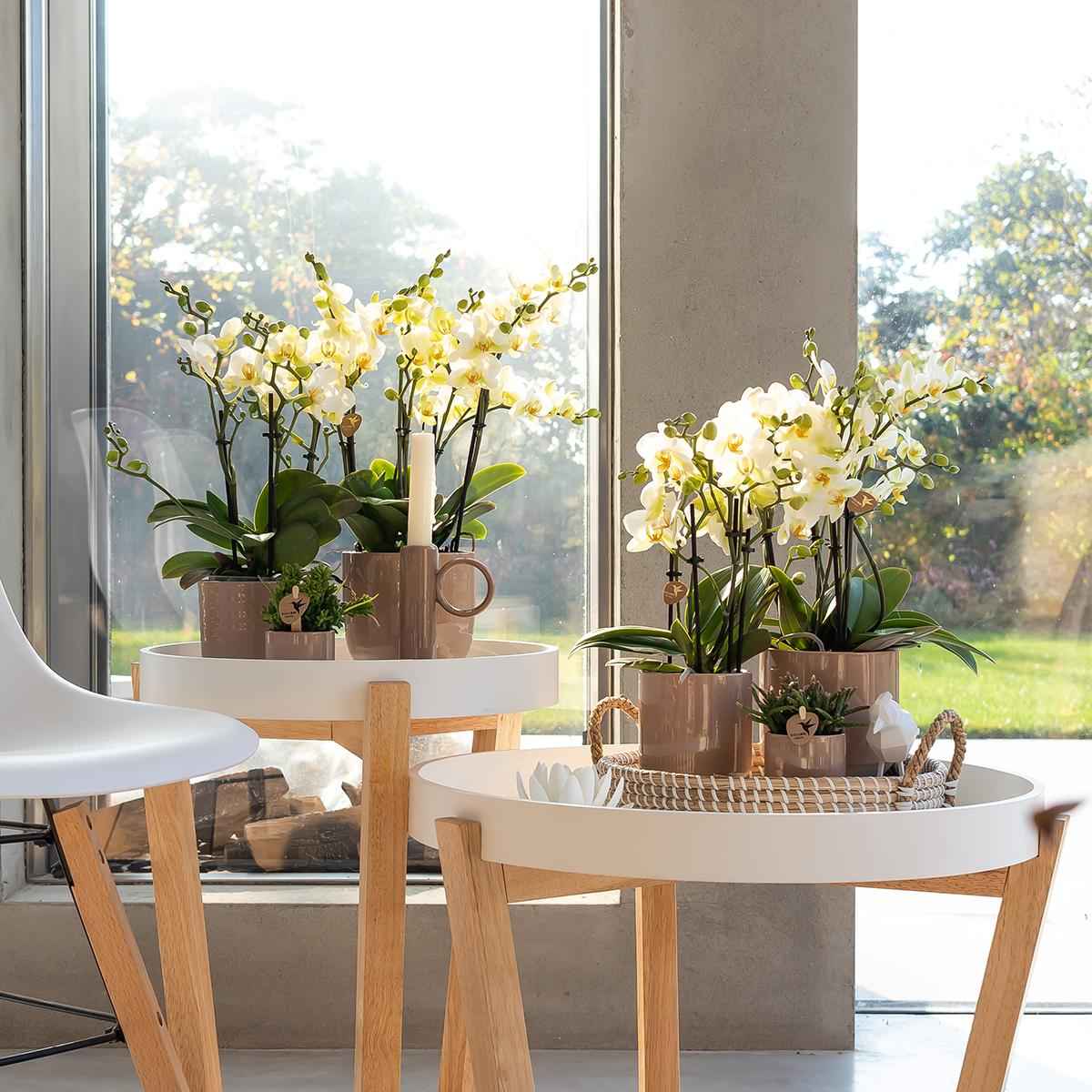 Image of Phalaenopsis Orchidee Lausanne – Weiß – Ø9cm – Zimmerpflanze mit 3 Blütentrieben – Pflegeleicht & elegant – Aus der Blossom – Kollektion-3