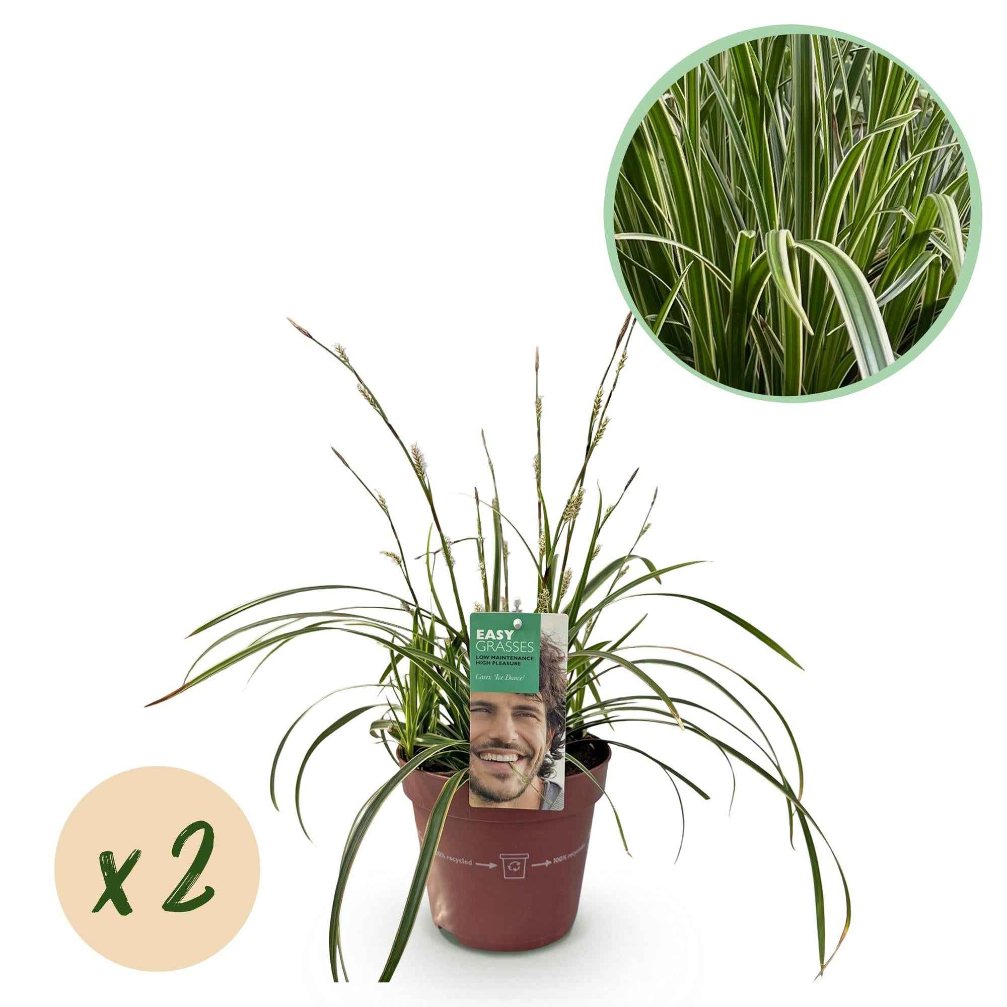 Image of Weißrandige Segge Carex morrowii Ice Dance – 2 Pflanzen – Ø17cm – Immergrün, winterhart & pflegeleicht – Weiß – grüne Blätter – Höhe ca. 50cm-0