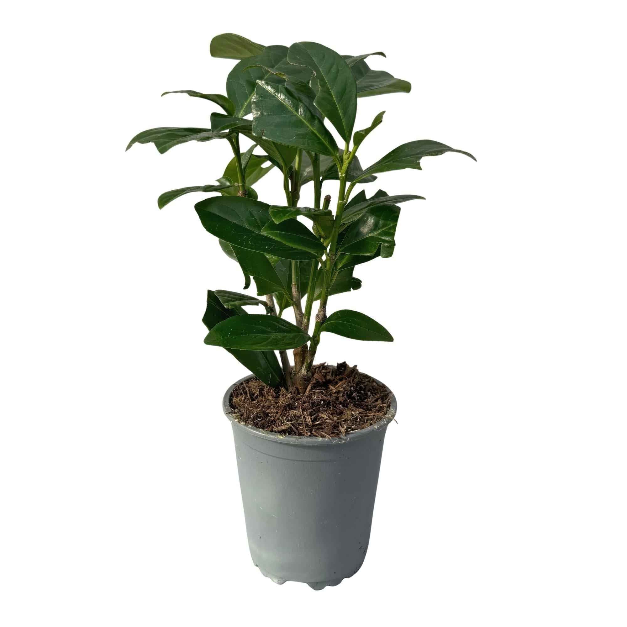 Image of Kirschlorbeer Prunus laurocerasus Novita – Immergrüne Heckenpflanzen – 8 Pflanzen – 1m – 9cm Höhe 30-35cm – Grün – Pflegeleicht-0