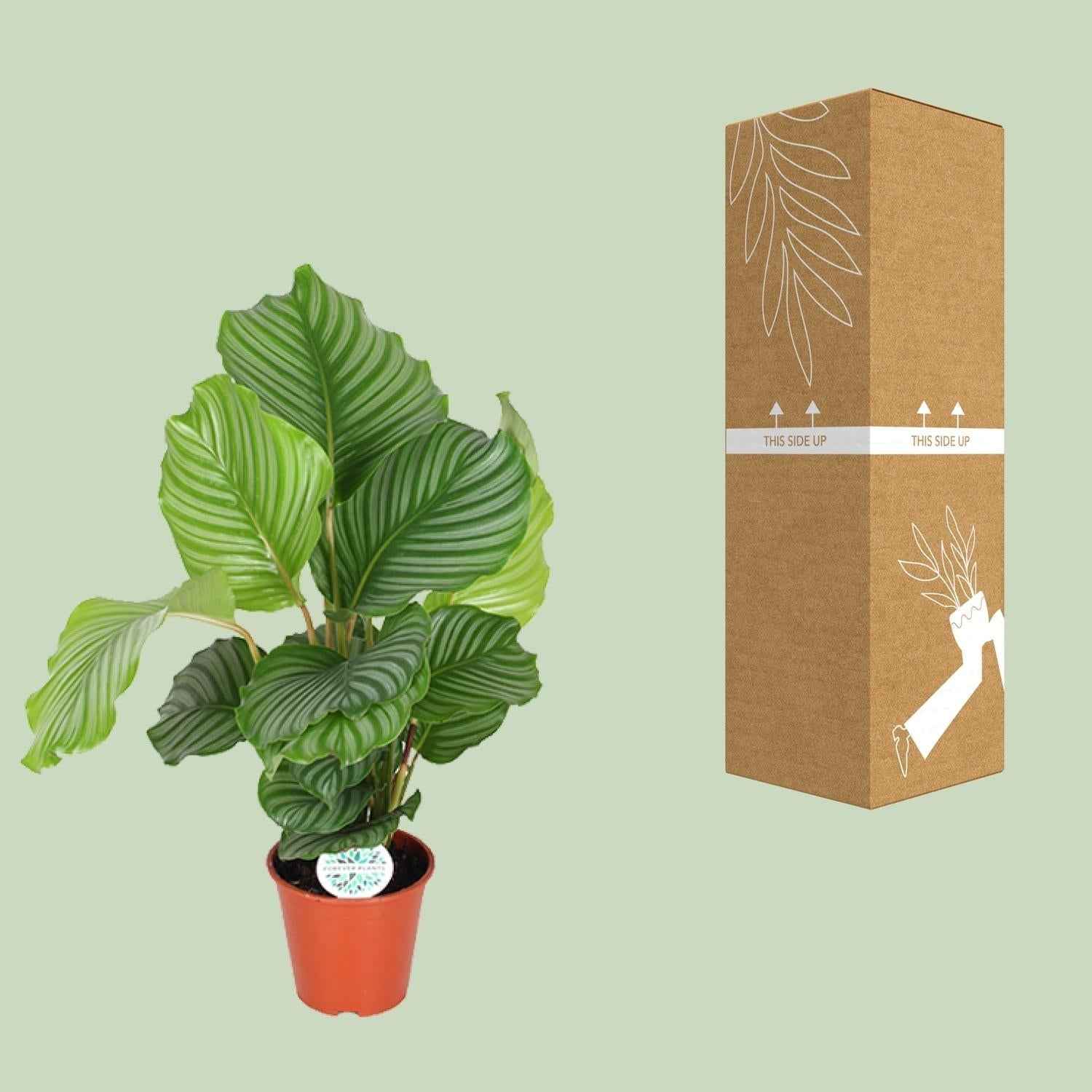 Image of Korbmarante Calathea Orbifolia – Zimmerpflanze – Ø17cm ↕60cm – Tropische Blattschmuckpflanze mit silbergrünen Mustern-2