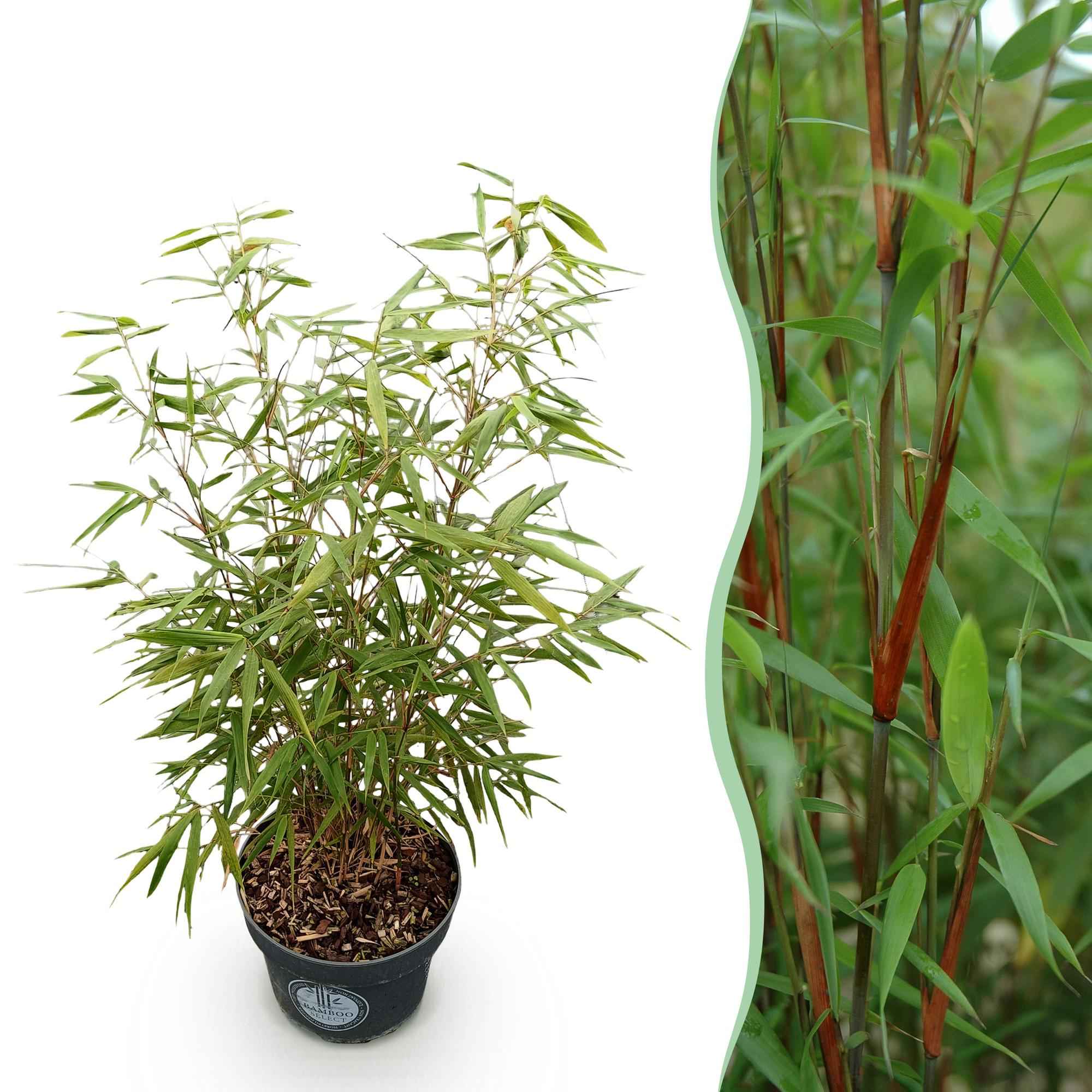 Image of Bambus Fargesia scabrida Asian Wonder, nicht ausbreitender immergrüner Gartenbambus, grüne Sichtschutz Pflanze für Hecke, Kübel, Terrasse und-0
