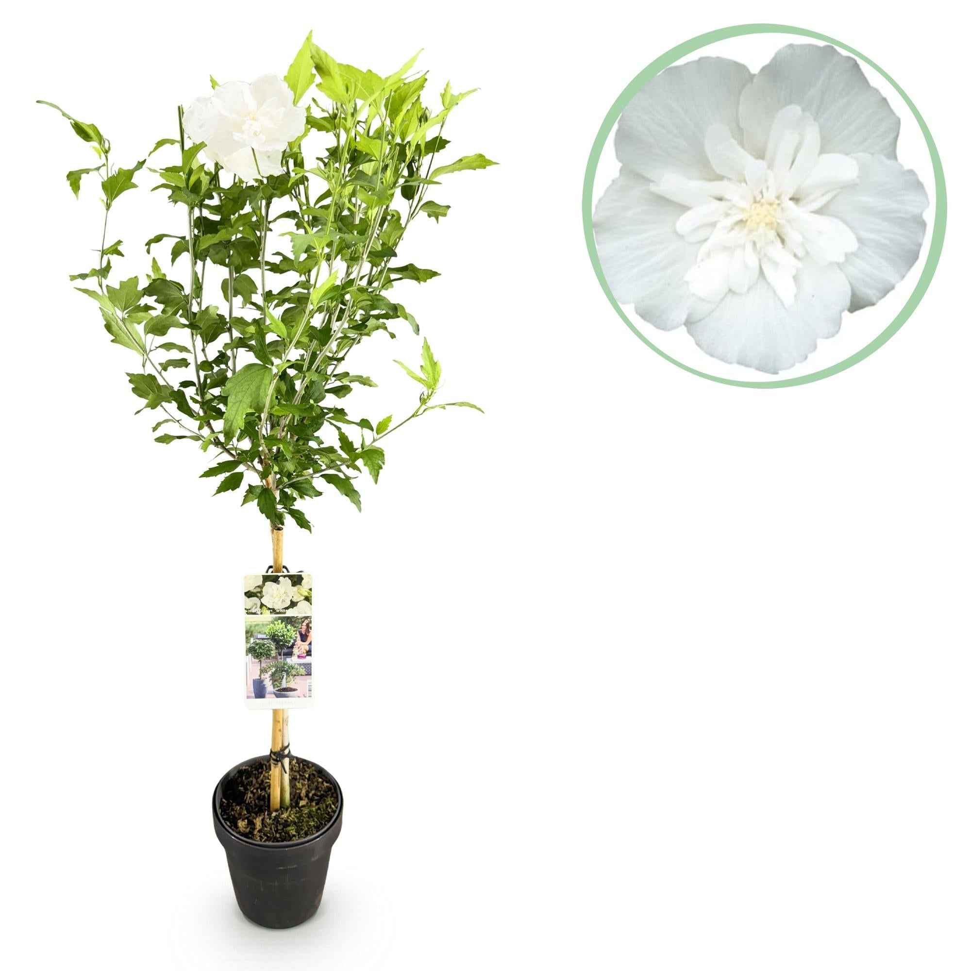 Image of Hibiscus syriacus White Chiffon – Stamm – Pflanze – Ø19cm – Höhe ca. 90cm – Weiße Blüten – Laubabwerfend & pflegeleicht