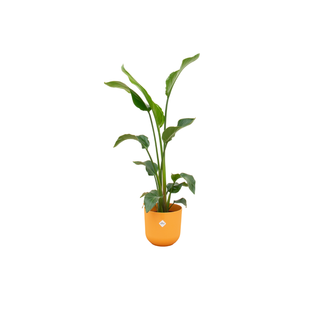 Image of Baum – Strelitzie – Strelitzia nicolai inkl. Übertopf – ca. 100cm hoch Ø23cm – große Zimmerpflanze – Paradiesvogelblume-0