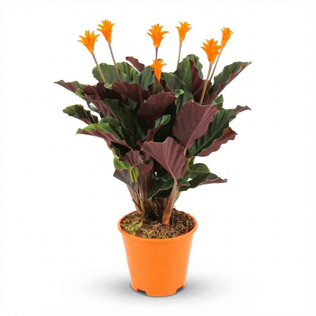 Image of Korbmarante Calathea Crocata – Ø14cm – Höhe 40-45cm – Orange Blüten – Tropische Zimmerpflanze für Wohnraum Büro & schattige Standorte-0