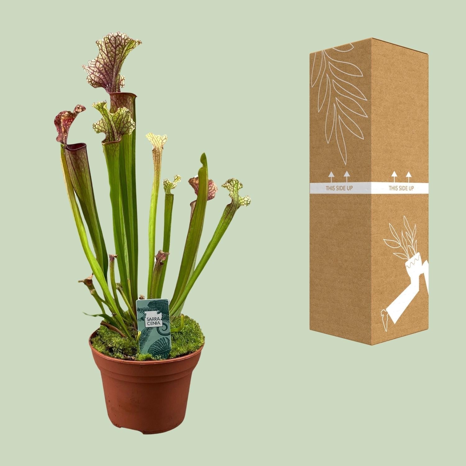 Image of Schlauchpflanze Sarracenia 'Judith Hindle' – Karnivore Zimmerpflanze – Ø12cm – ca. 30cm hoch – Exotisch & pflegeleicht – Für helle bis halbschattige Standorte-2