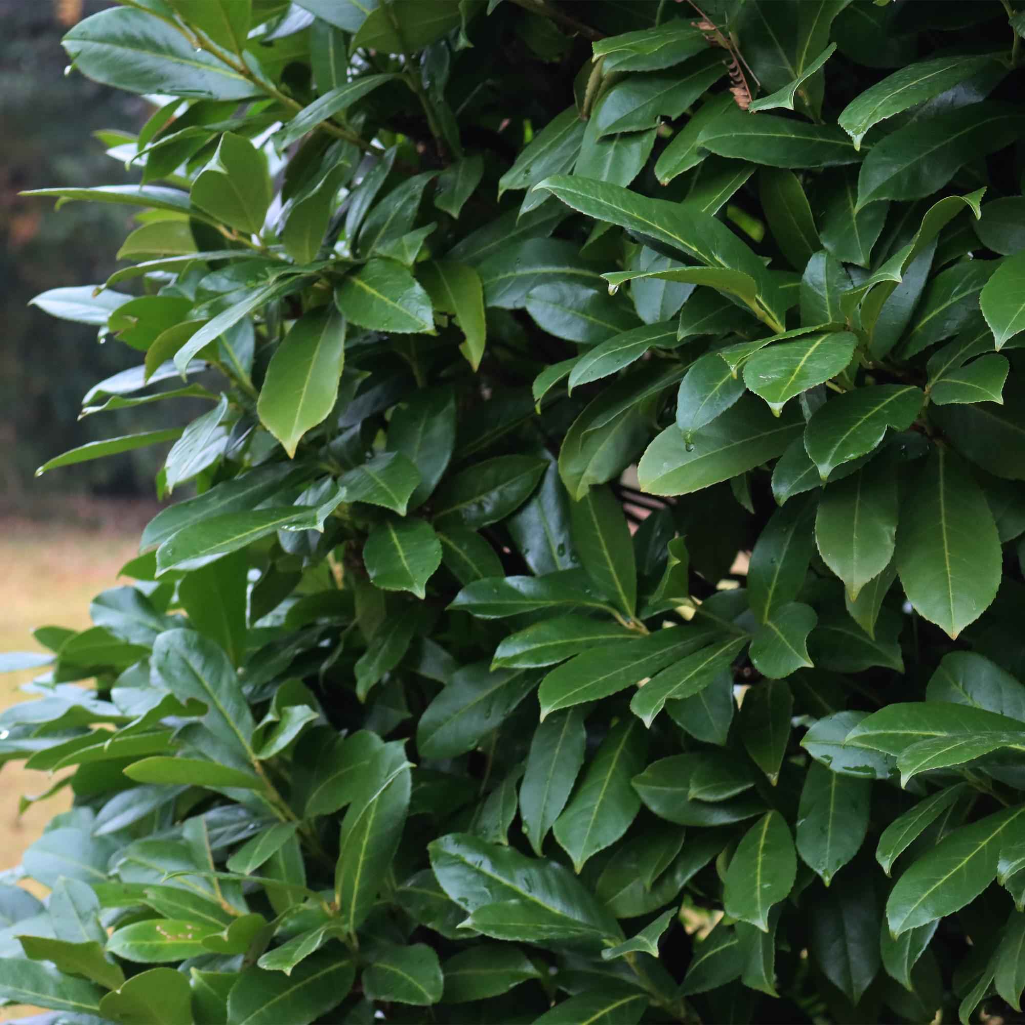 Image of Kirschlorbeer Prunus laurocerasus Novita – Heckenpflanze – Blatt grün – 6 Pflanzen – 1 laufender Meter – Immergrün – 17cm Höhe 50cm-0