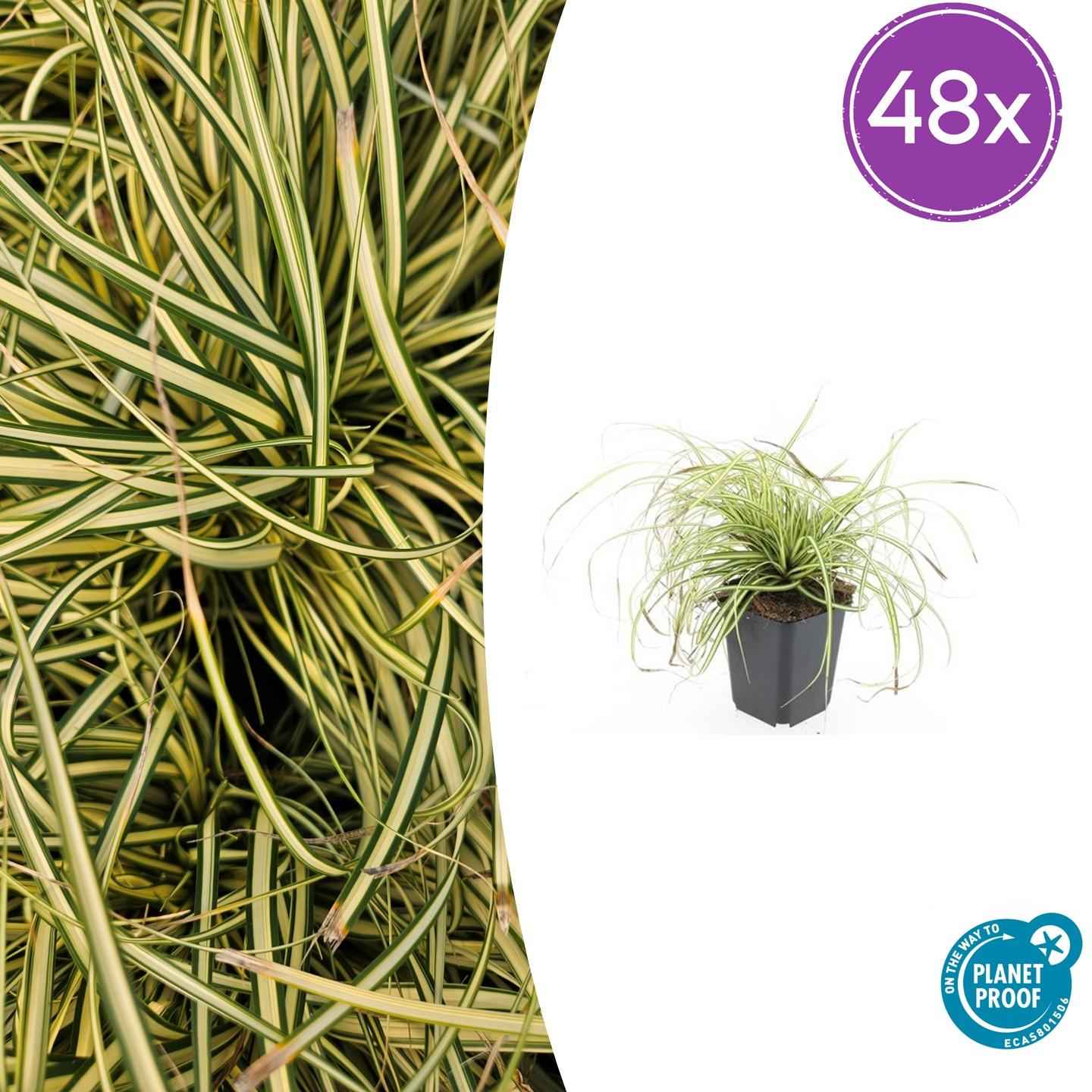 Image of Carex oshimensis 'Evergold' – 48 Pflanzen – ↕10-25 cm – Ø9 cm – Winterhartes Ziergras – Bodendecker für schattige Gärten-1