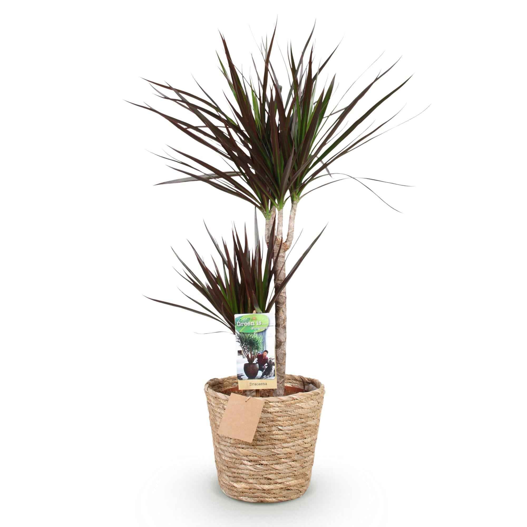 Image of Dracaena Magenta – 90-100cm – 21cm inkl. Naturkorb – Pflegeleichter Drachenbaum – Tiefrote Stängel & grün – magenta Blattwerk