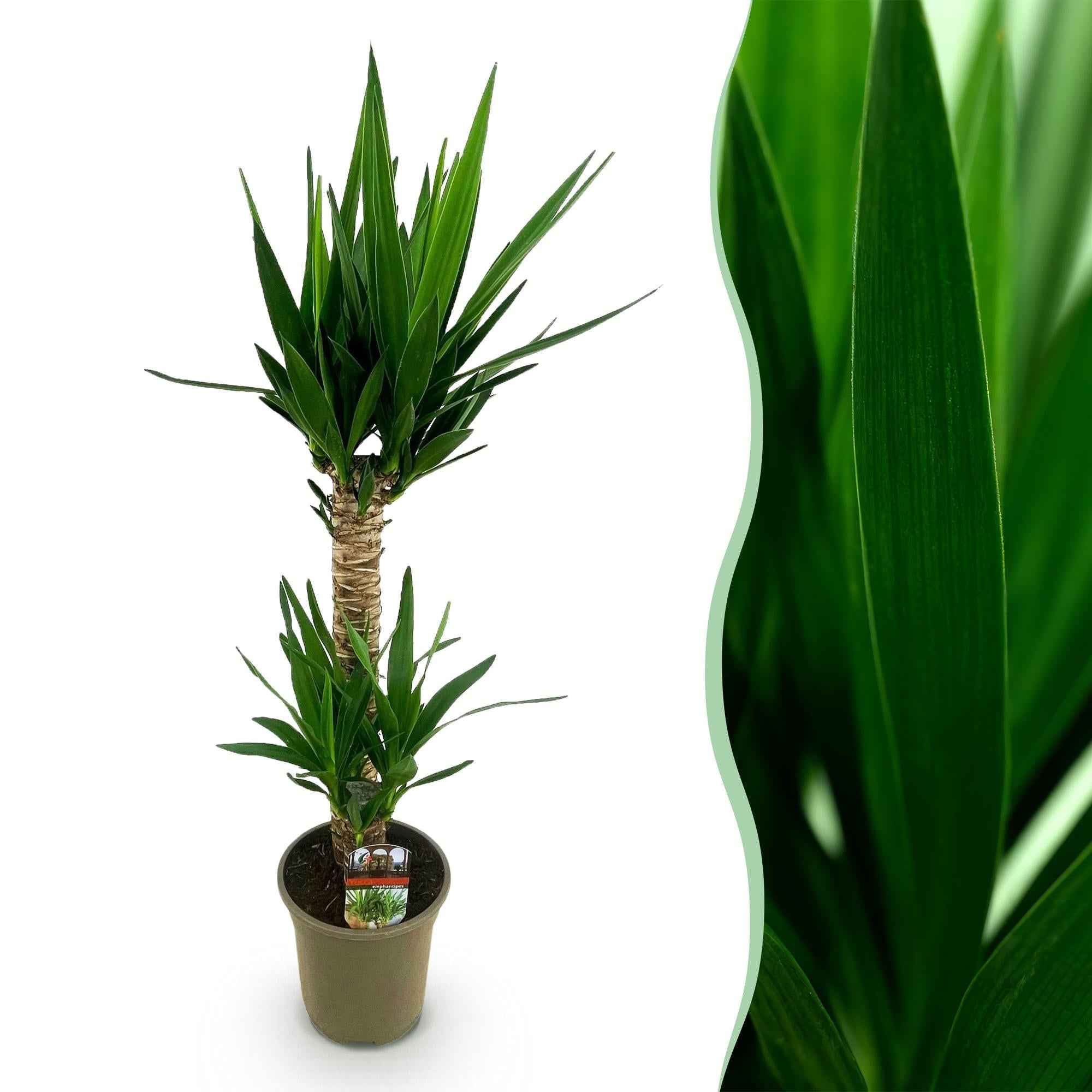 Image of Yucca Elephantipes – 120cm – 19cm – Pflegeleichte Zimmerpflanze mit schmalen Blättern – Robuste Palmlilie für helle & halbschattige Innenräume