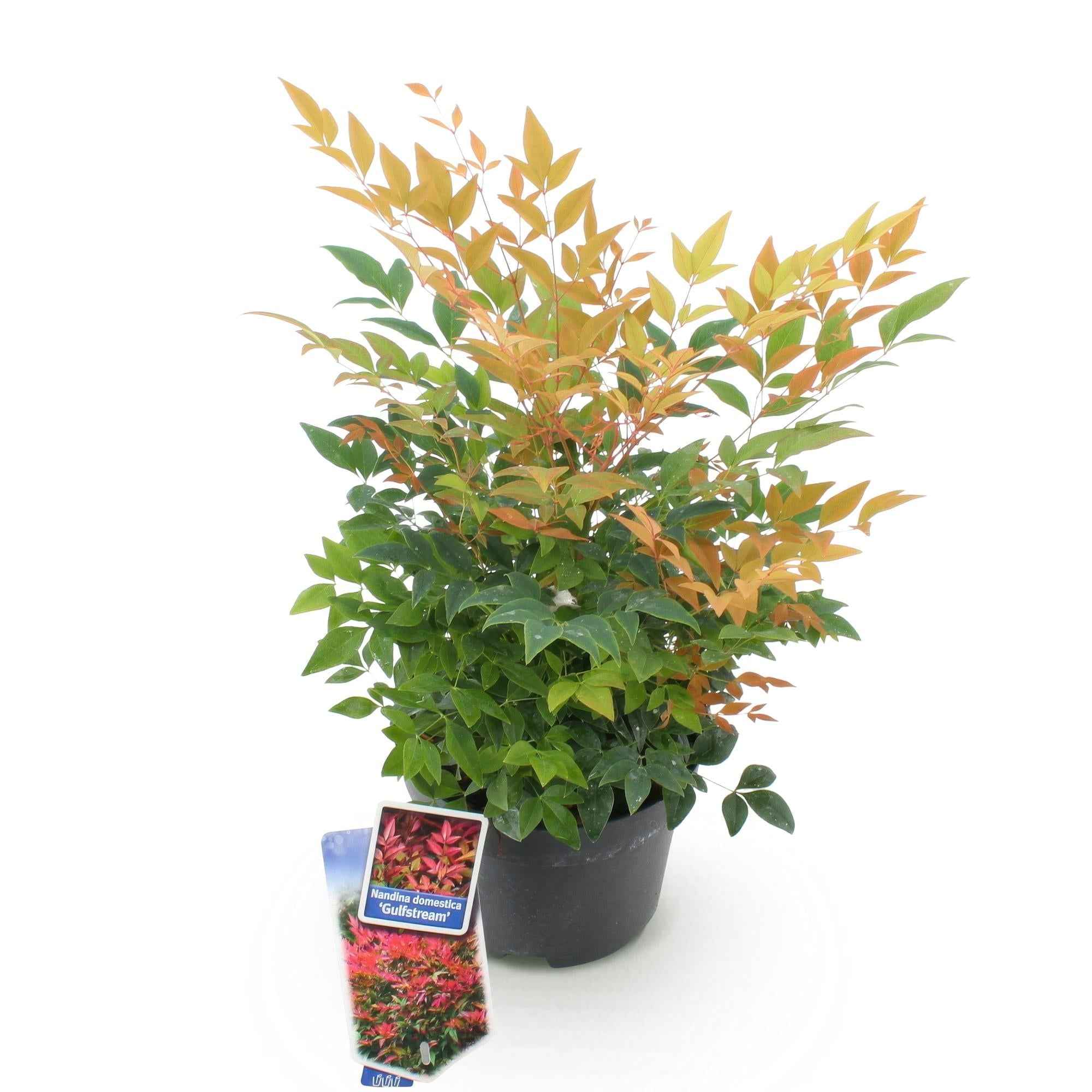 Image of Heiliger Bambus Nandina Gulfstream – 17cm Höhe ca.45cm – Immergrün & farbwechselnd – Orangefarbenes Laub – Pflegeleichter dekorativer Zierstrauch-1