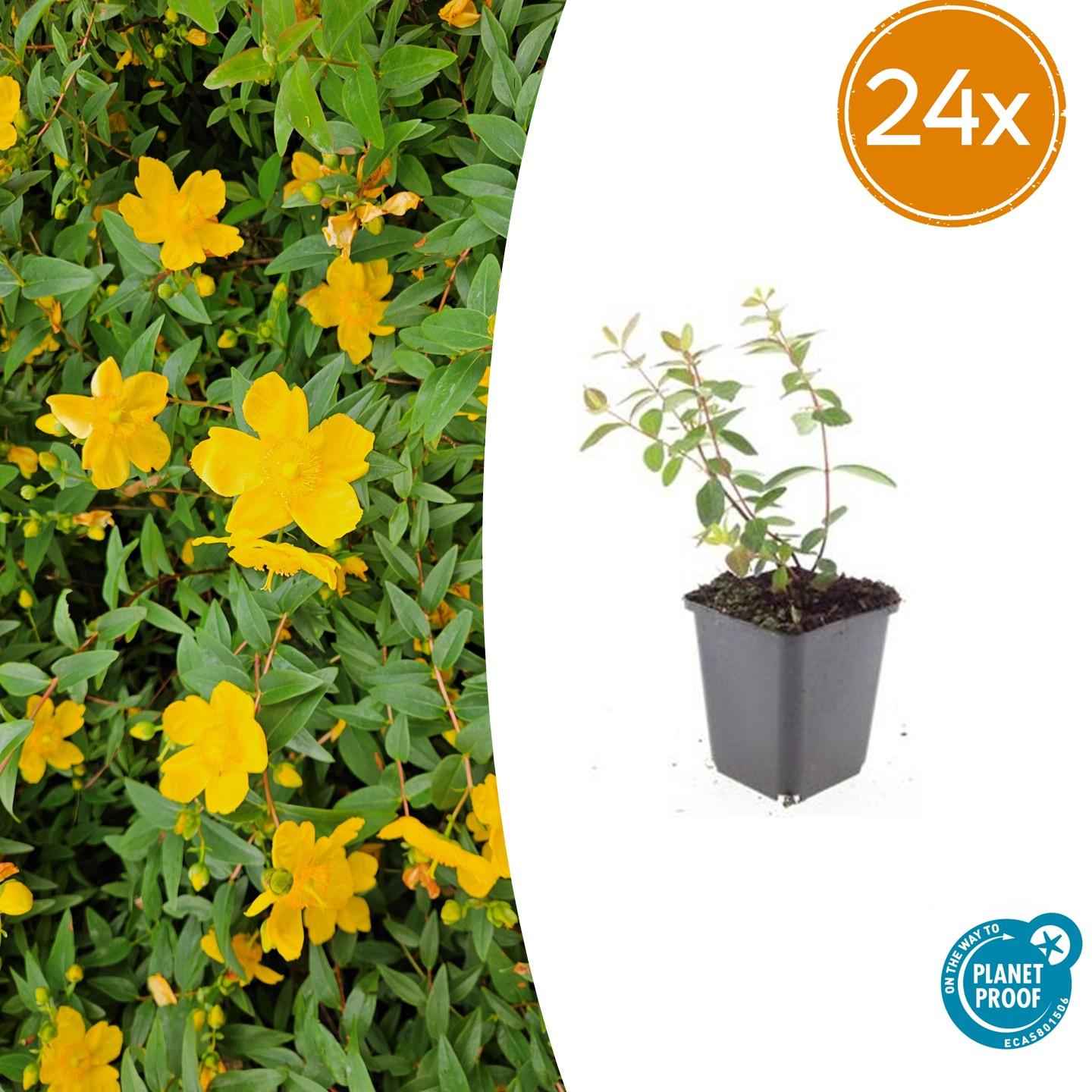 Image of Hypericum dummeri 'Peter Dummer' – 24Pflanzen – ↕10-25cm – Ø9cm – Winterhartes Johanniskraut – Gelbe Blüten – Bodendecker – Pflegeleicht-1