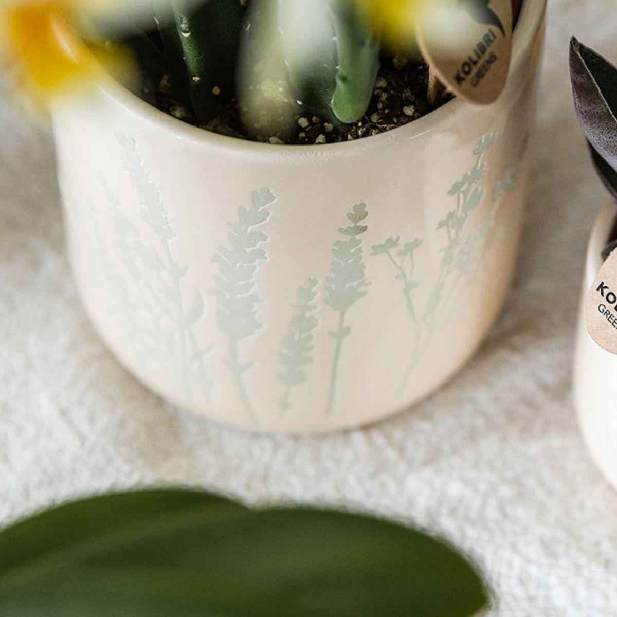 Image of Gelbe Orchidee Mexico im hellblauen Floral Ziertopf Ø9cm – Zimmerpflanze mit 2-3 Zweigen-1