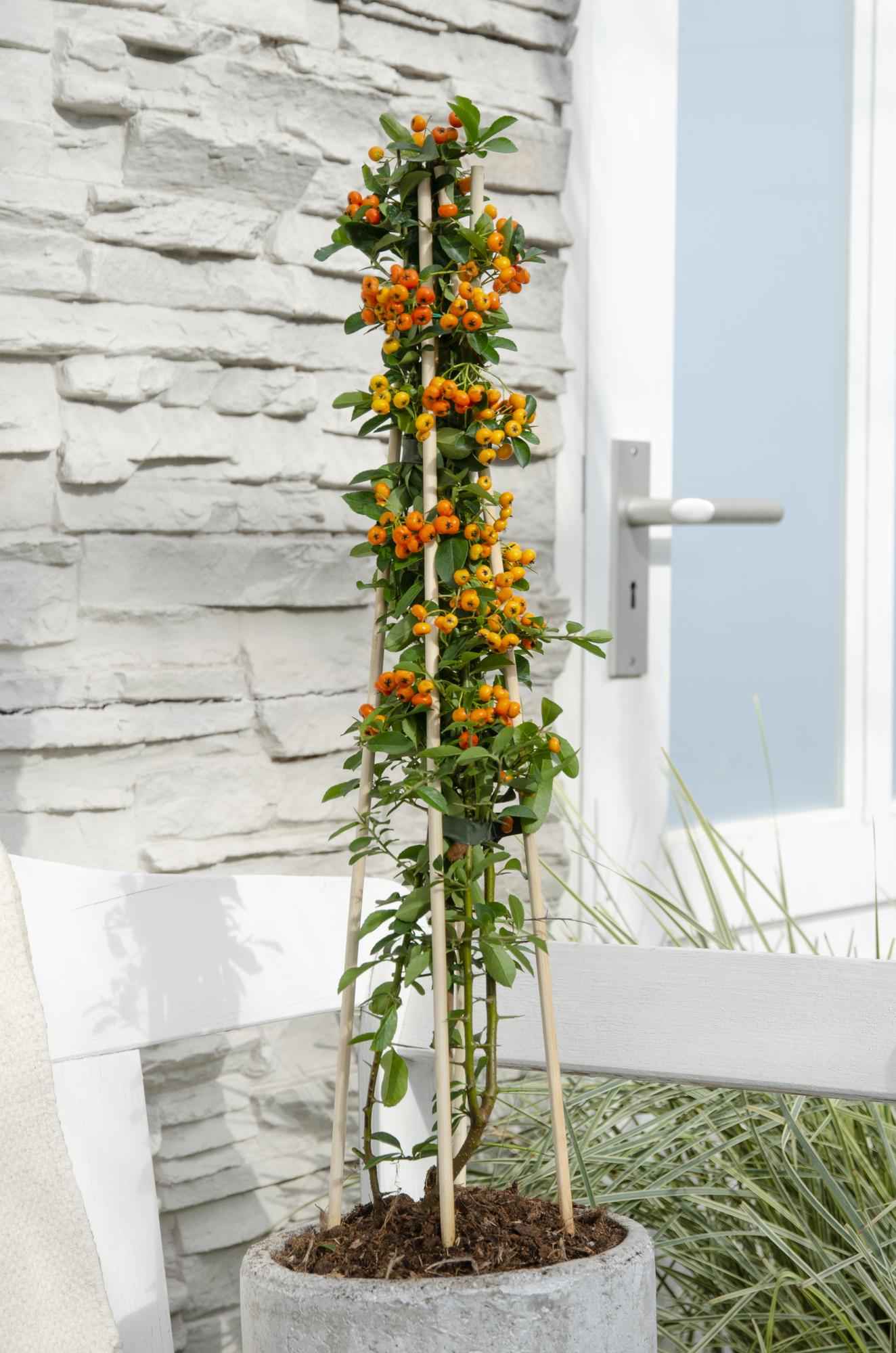 Image of Feuerdorn – Pyracantha 'Orange Glow' – Ø15cm – ↕65cm – Immergrüner Strauch mit oranger Beerenpracht – Ideal als Sichtschutz & Vogelschutzhecke-3