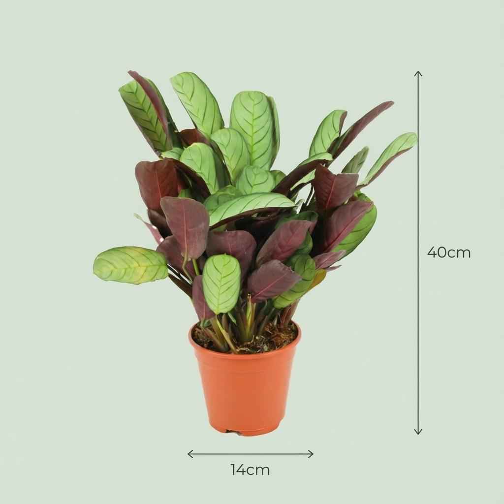 Image of Korbmarante Ctenanthe Amagris Ø14cm Höhe 35-40cm – Gebetspflanze mit grau – grünen Blättern & violetter Unterseite-2