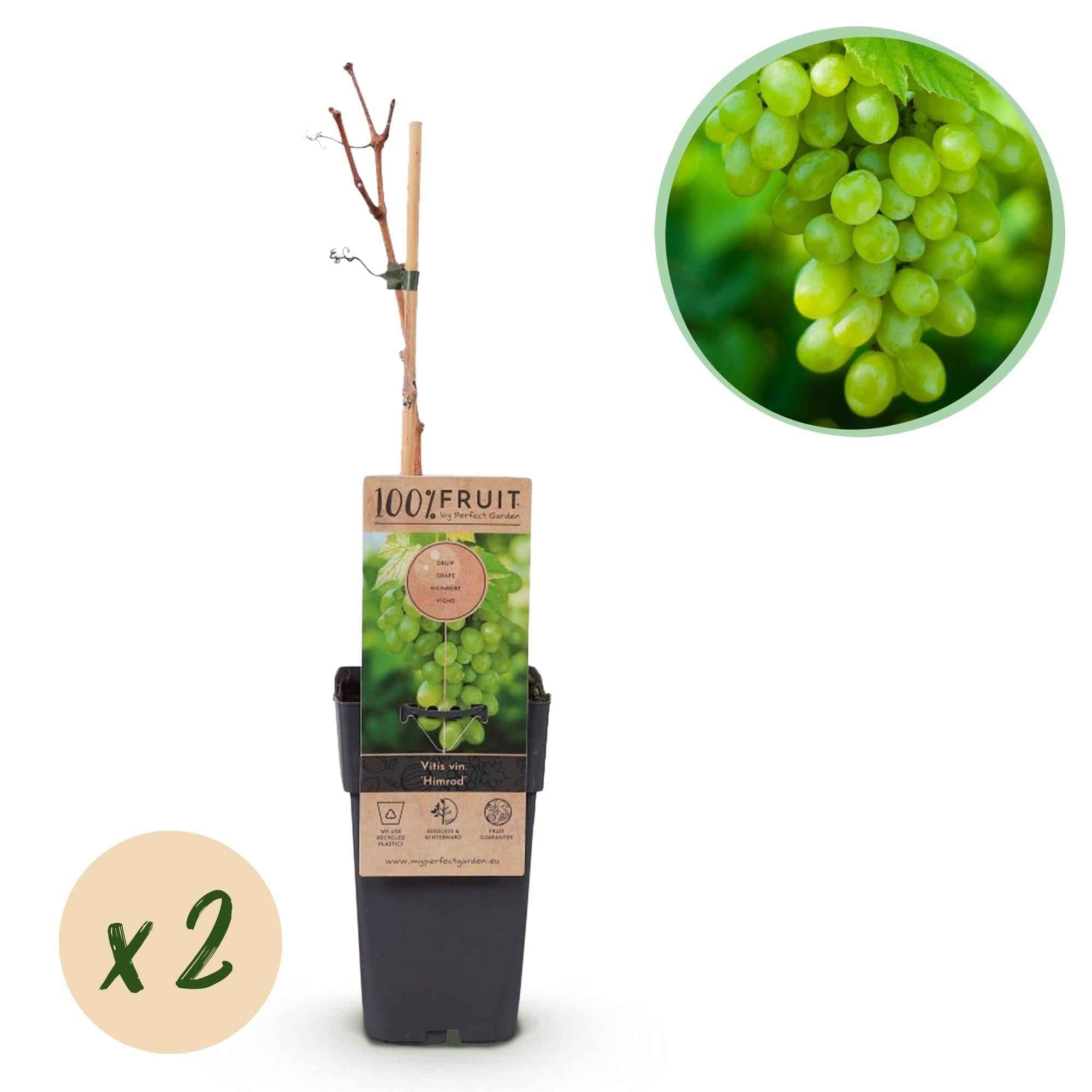 Image of Weinrebe – Weiße Traube – Vitis vinifera Himrod – Obstpflanze – Kernlos – 2 Pflanzen – 15cm – Höhe ca. 50cm-0