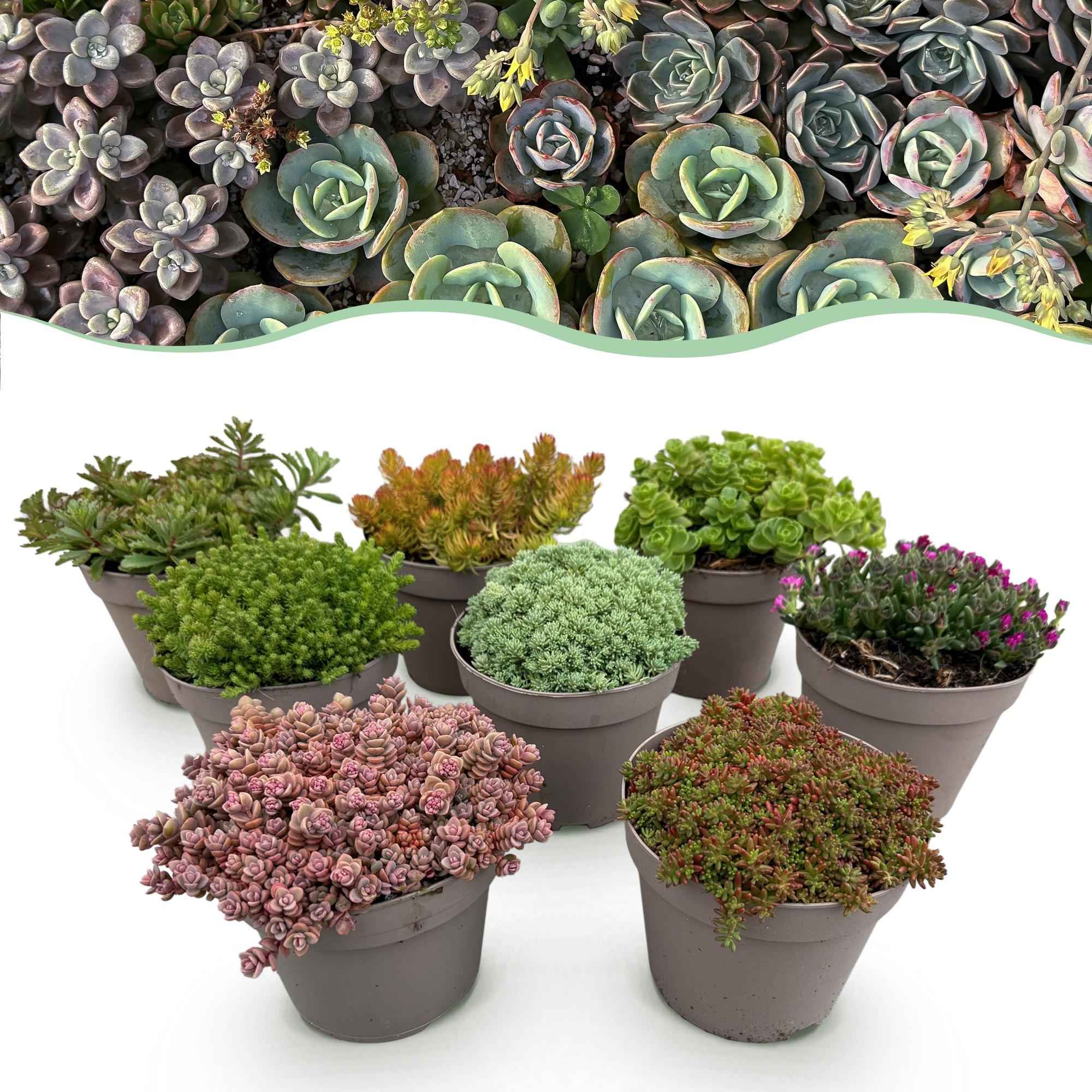 Image of Bodendecker Alpenmischung – 8 Pflanzen – Winterhart & pflegeleicht – Verschiedene Farben – Für Beete, Balkon & Terrasse – Ø14cm H17cm-0