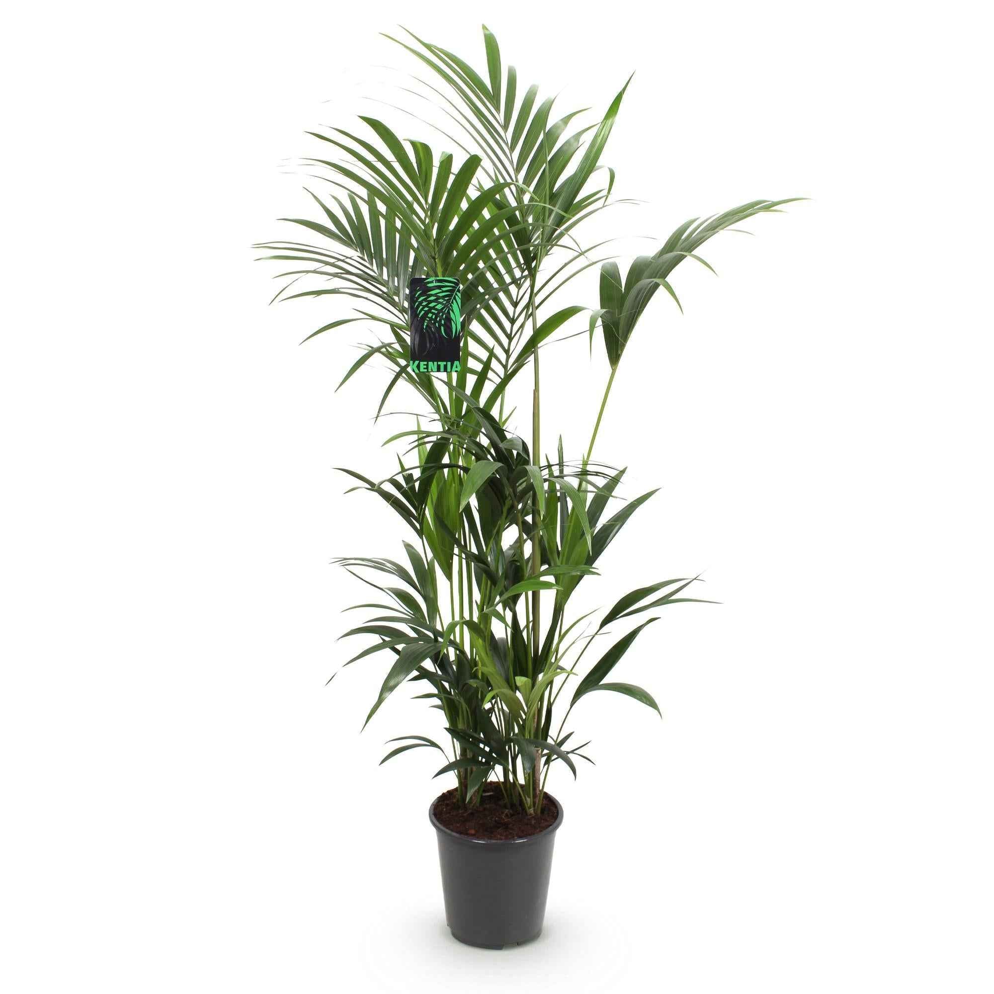 Image of Howea Forsteriana – Kentia – Palme – 160-170cm – 27cm – Pflegeleichte, elegante Zimmerpalme mit fiederartigen Wedeln – Tropisches Highlight für Wohn-0