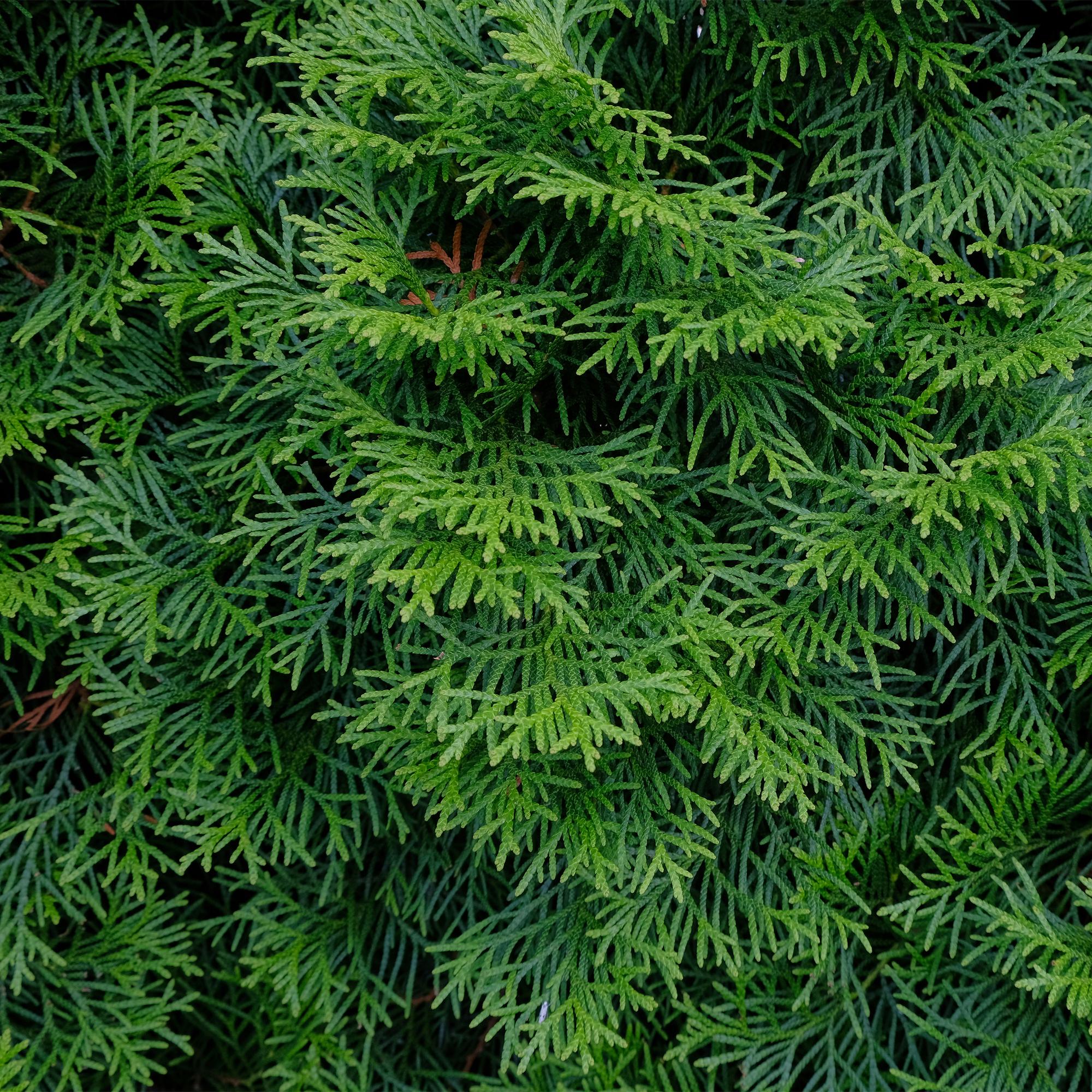 Image of Lebensbaum Thuja occidentalis Smaragd – Immergrüne Heckenpflanze – 6 Pflanzen – 17cm x H60cm – Dichte, grüne Hecke-4