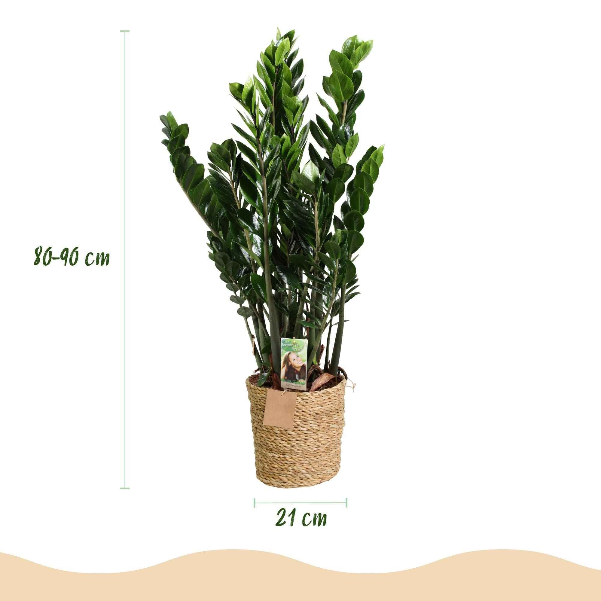 Image of Zamioculcas – 80-90cm – 21cm inkl. Naturkorb – Pflegeleichte ZZ – Pflanze – Robust & luftreinigend – Grünpflanze für Wohnzimmer, Büro & Schlafzimmer-2
