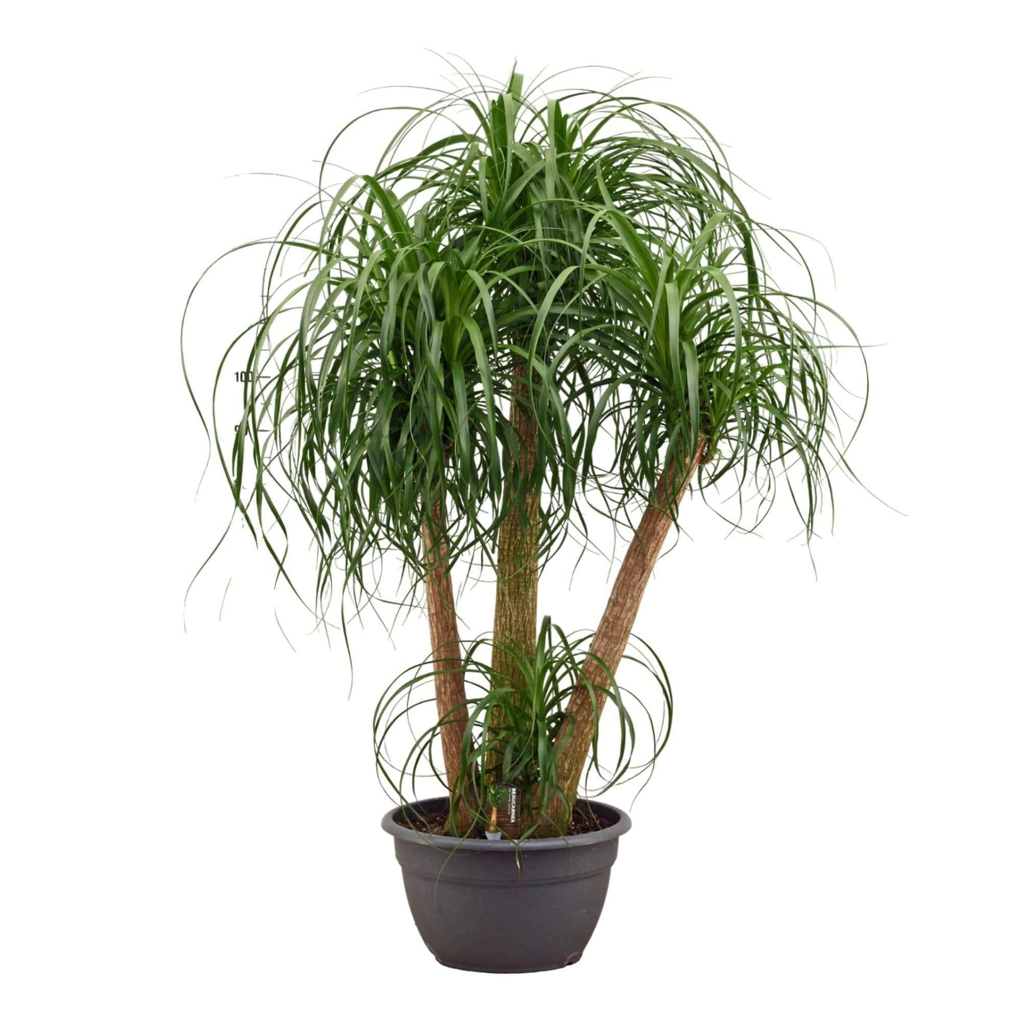 Image of Beaucarnea Elefantenfuß Zimmerpflanze 130cm Pflegeleichte Grünpflanze mit mehreren Stämmen für Wohnzimmer Büro & Innenräume-0