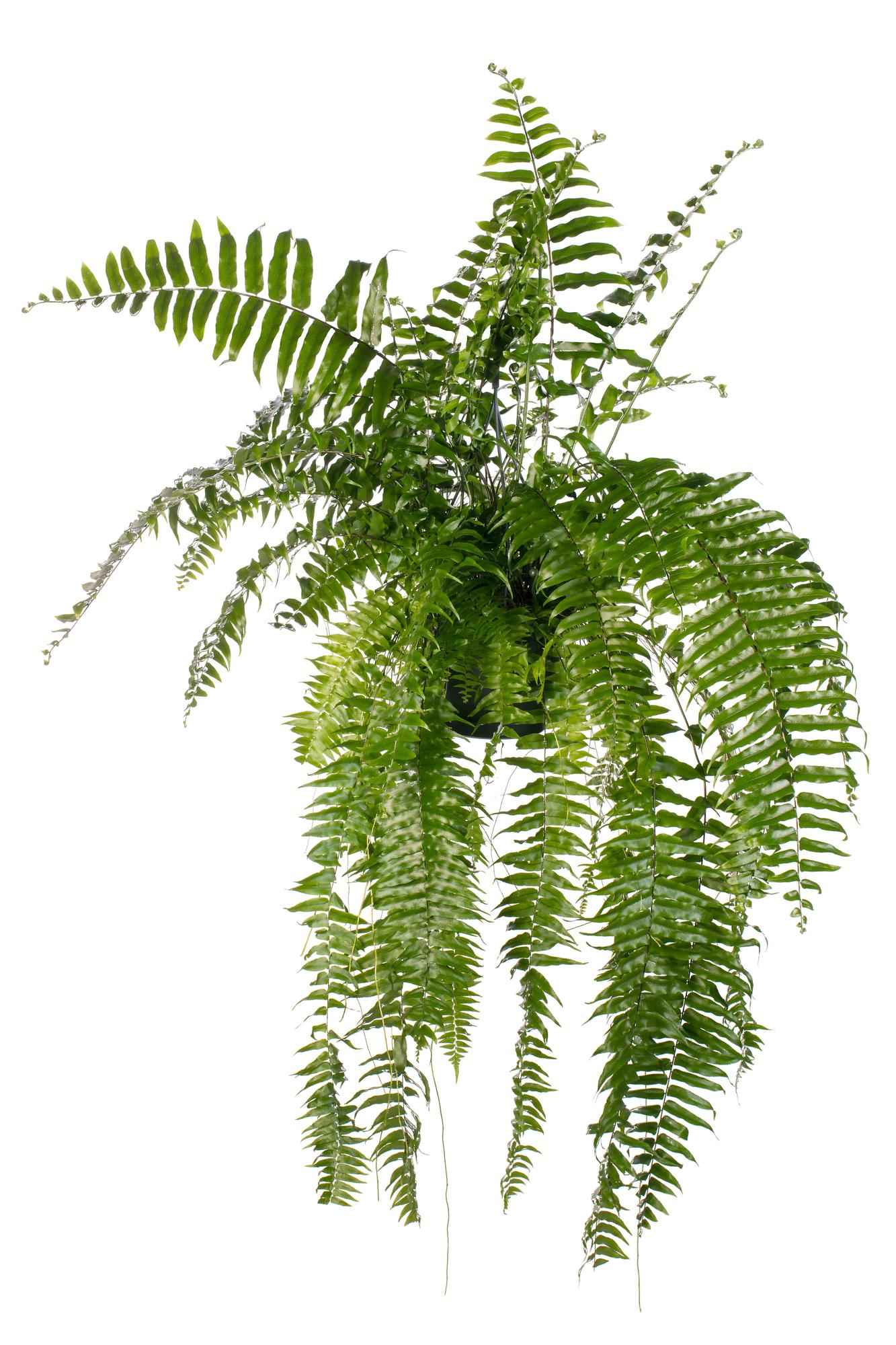 Image of Schwertfarn Nephrolepis 'Macho' – XXL Zimmerpflanze – 100cm hoch – Ø20cm – Luftreinigend & Pflegeleicht – Für Wohnzimmer & Büro
