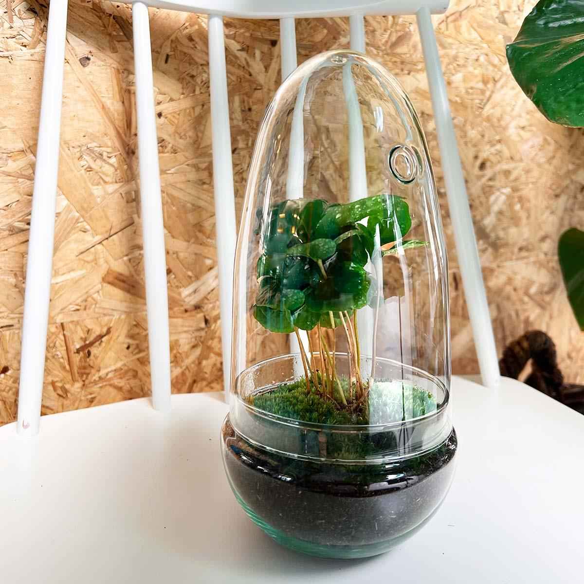 Image of Flaschengarten Egg Coffea Arabica – DIY Pflanzen – Terrarium – Höhe 25cm – Selbstversorgendes Mini – Ökosystem – Inkl. Moos, Erde & Pflanze