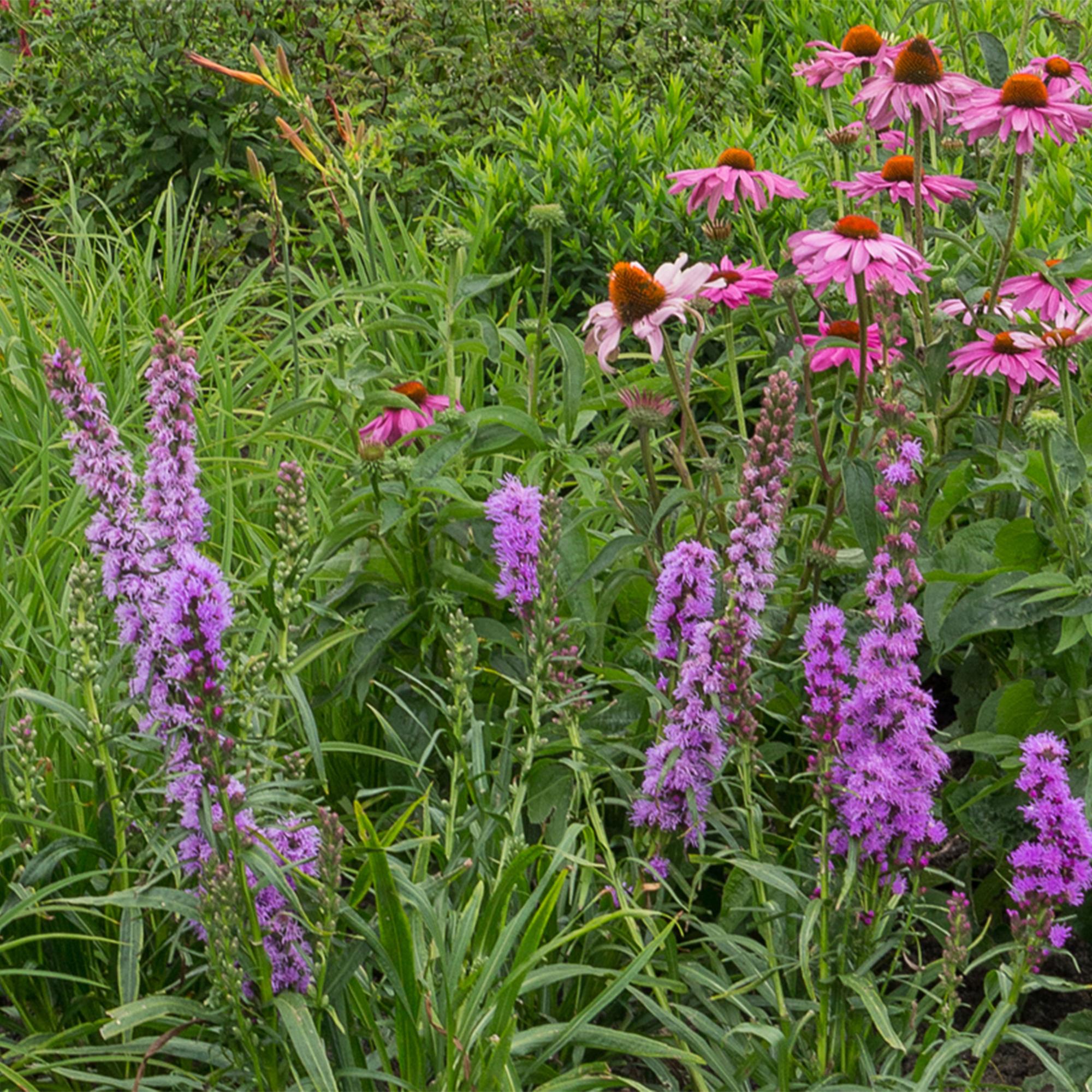 Image of Staudenset Bienen – & Schmetterlingsfreundlich – 24 Stauden – Für 3 m² – Bunte Blütenpracht – Pflegeleicht – Ø11cm – Biodiverser Garten-4
