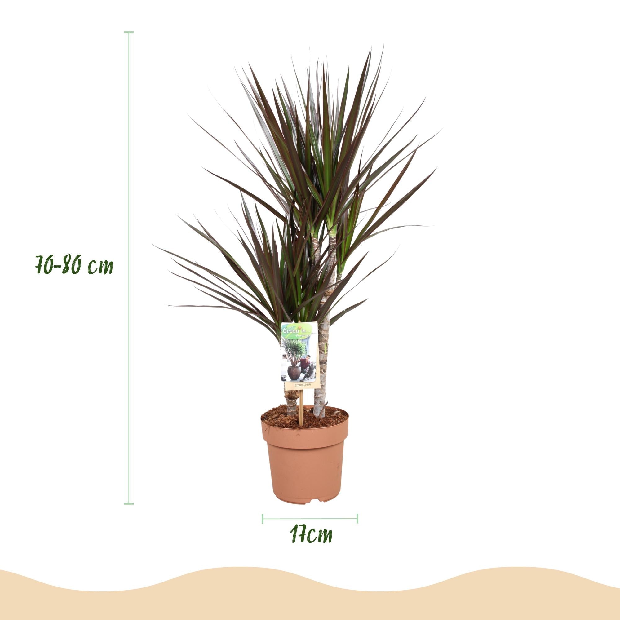 Image of Dracaena Magenta – Drachenblutbaum – 17cm – Höhe 70-80cm – Pflegeleichte rot – grüne Zimmerpflanze mit dekorativen Stängeln für Wohn-2