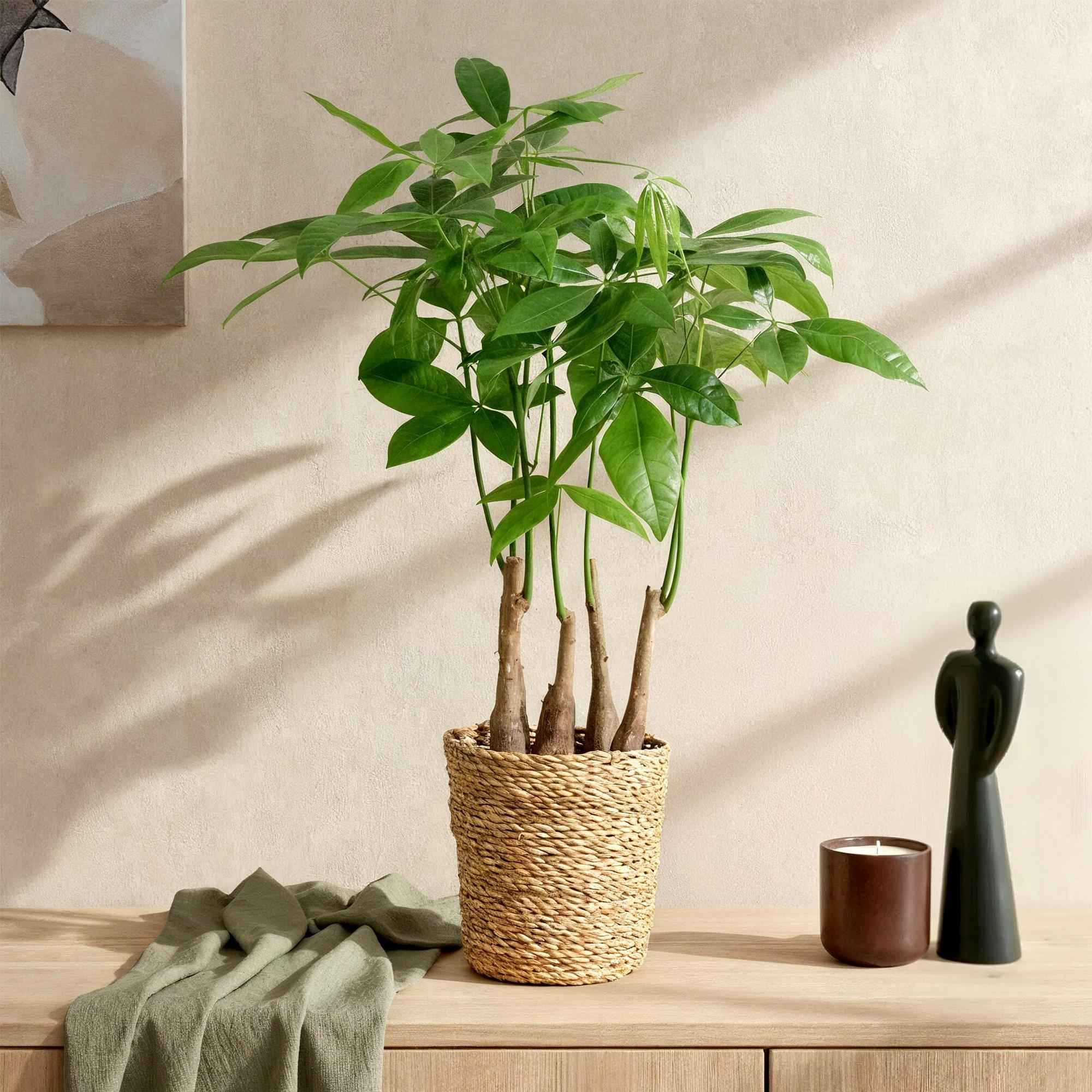 Image of Pachira Aquatica Mehrstamm – 50-55cm – 17cm – Pflegeleichter Geldbaum – Grüne Zimmerpflanze für Wohnzimmer, Büro & Schlafzimmer-3