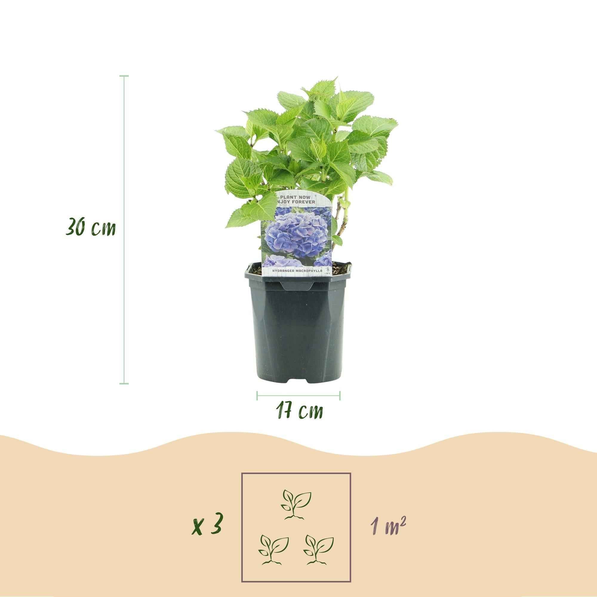 Image of Hortensie Hydrangea macrophylla Tricolour – 3 Pflanzen in Rosa, Blau & Weiß – Ø17cm – ↕30cm – Blüte Juni–September – Laubabwerfend – Pflegeleicht & winterhart-3